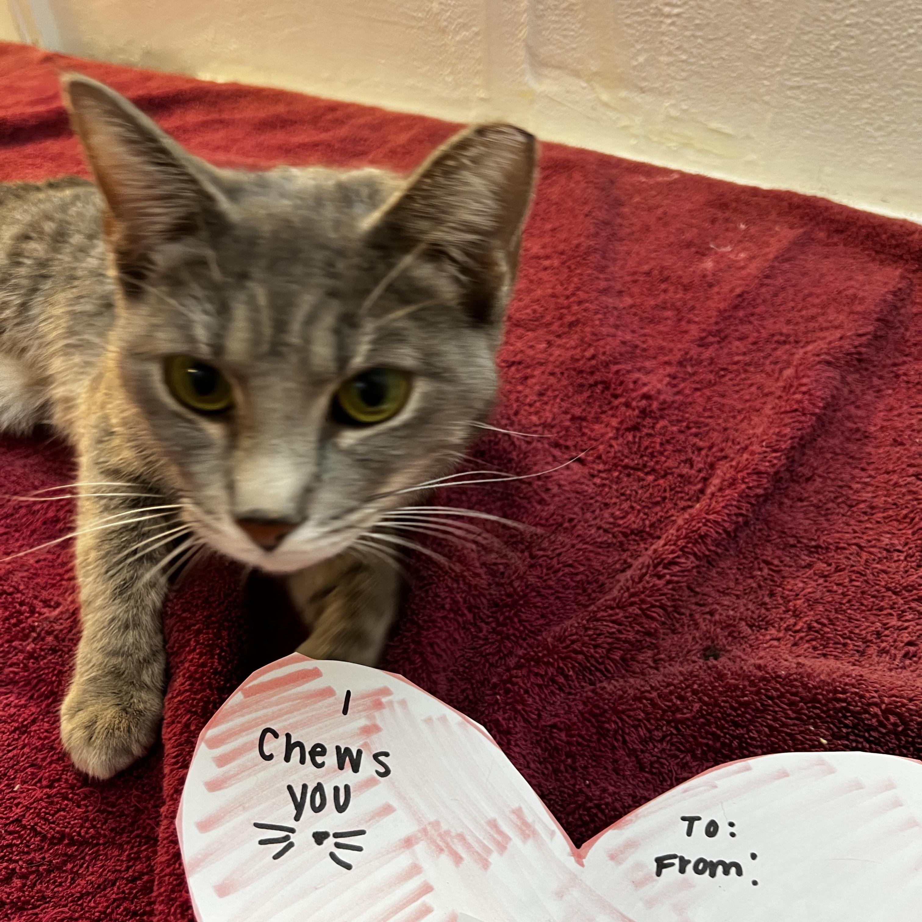 Enlarge Katarina Neilson, an adopted Domestic Short Hair in South Euclid, OH image 1/5