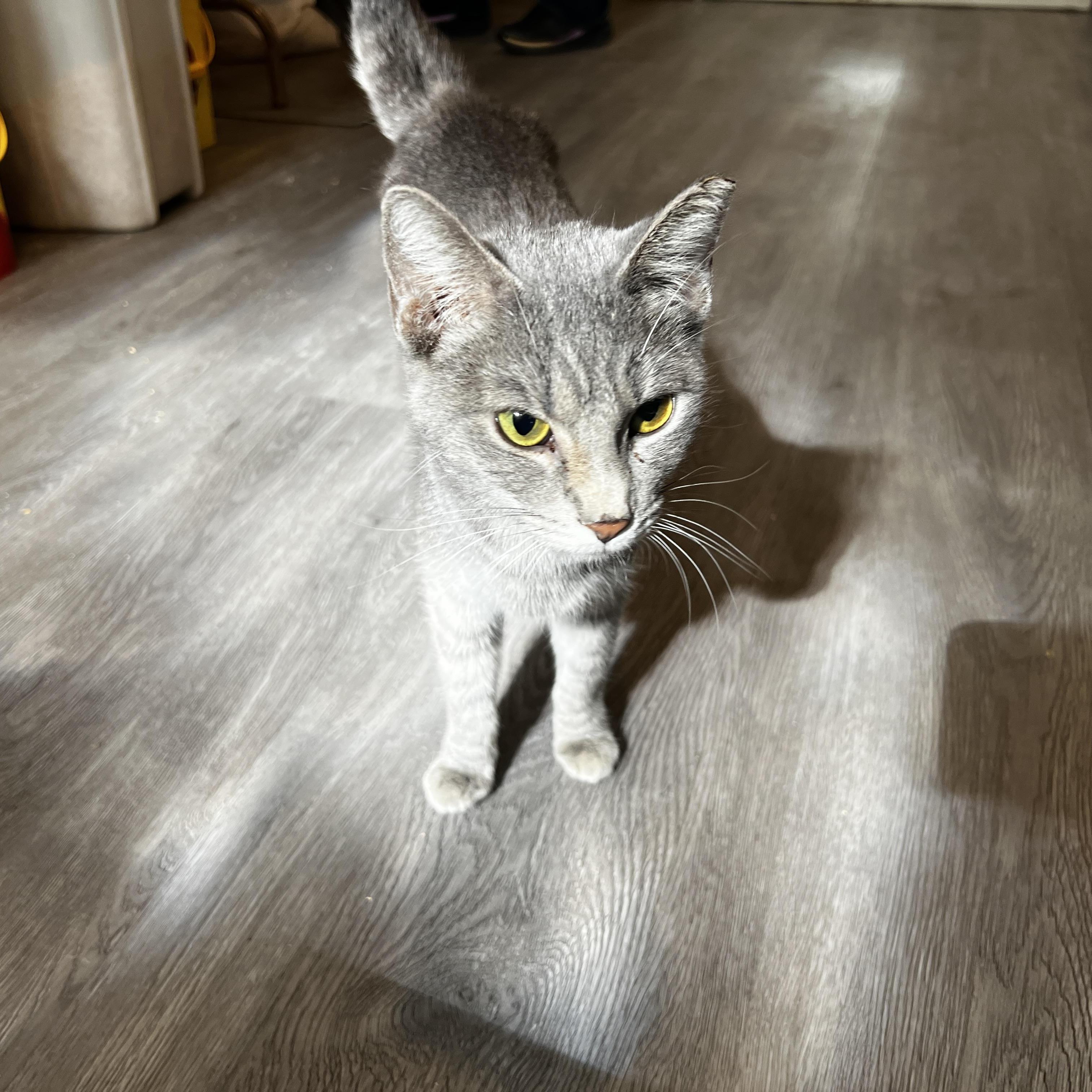 Enlarge Katarina Neilson, an adopted Domestic Short Hair in South Euclid, OH image 2/5