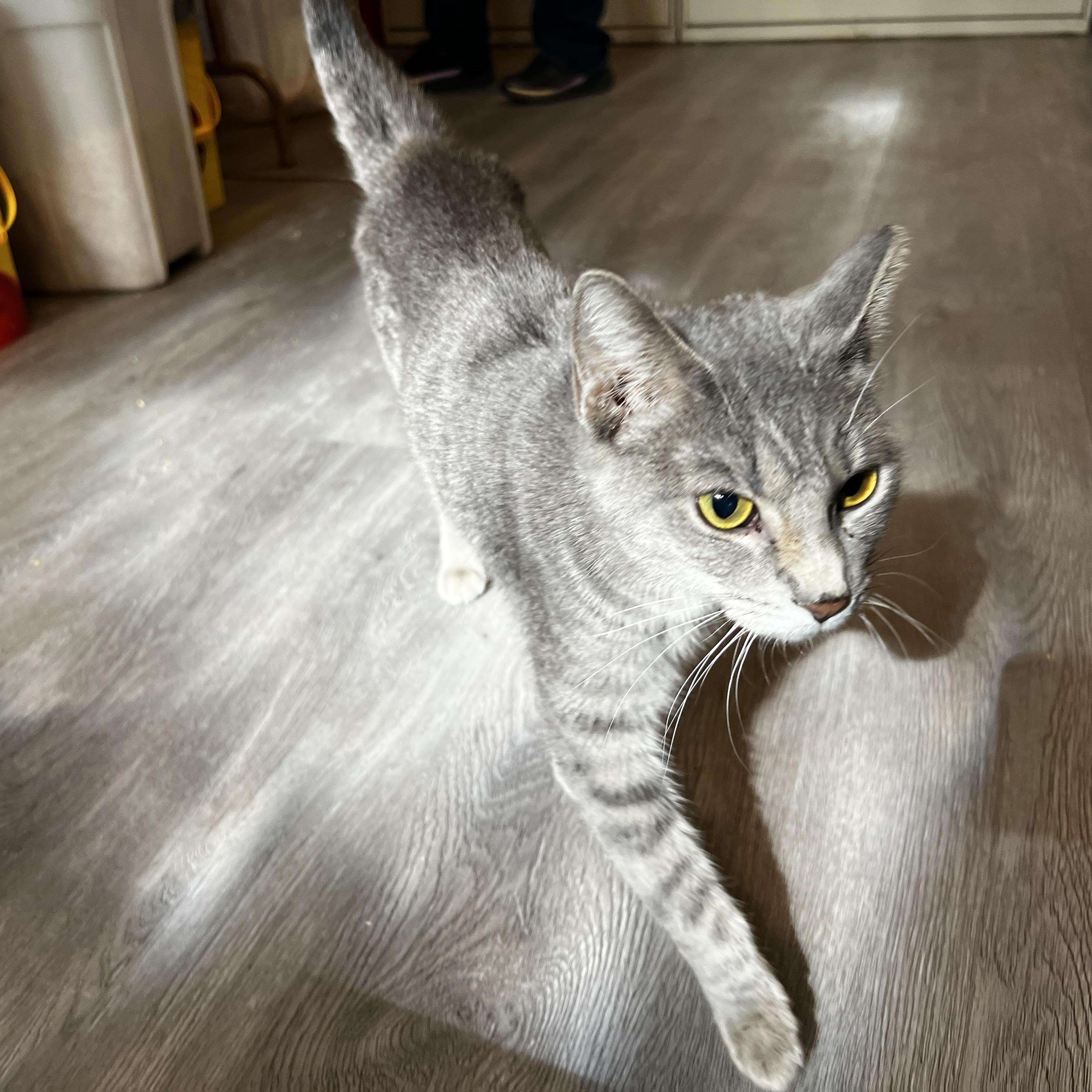 Enlarge Katarina Neilson, an adopted Domestic Short Hair in South Euclid, OH image 3/5