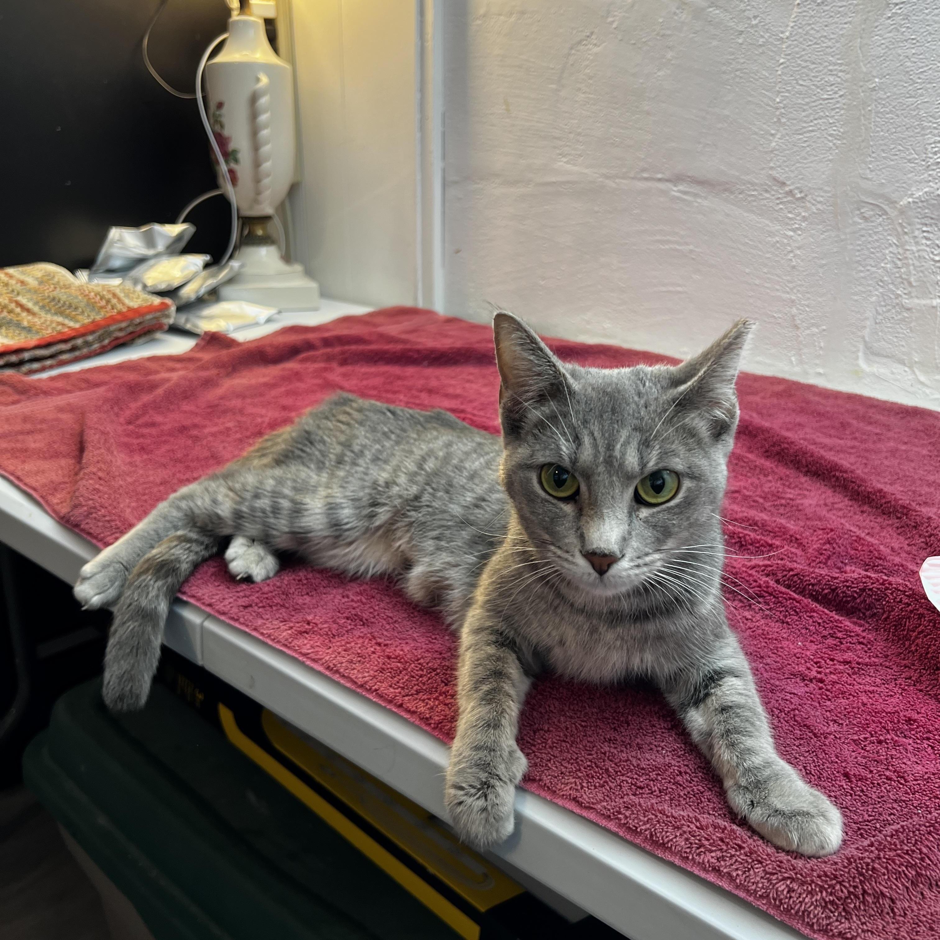 Enlarge Katarina Neilson, an adopted Domestic Short Hair in South Euclid, OH image 4/5