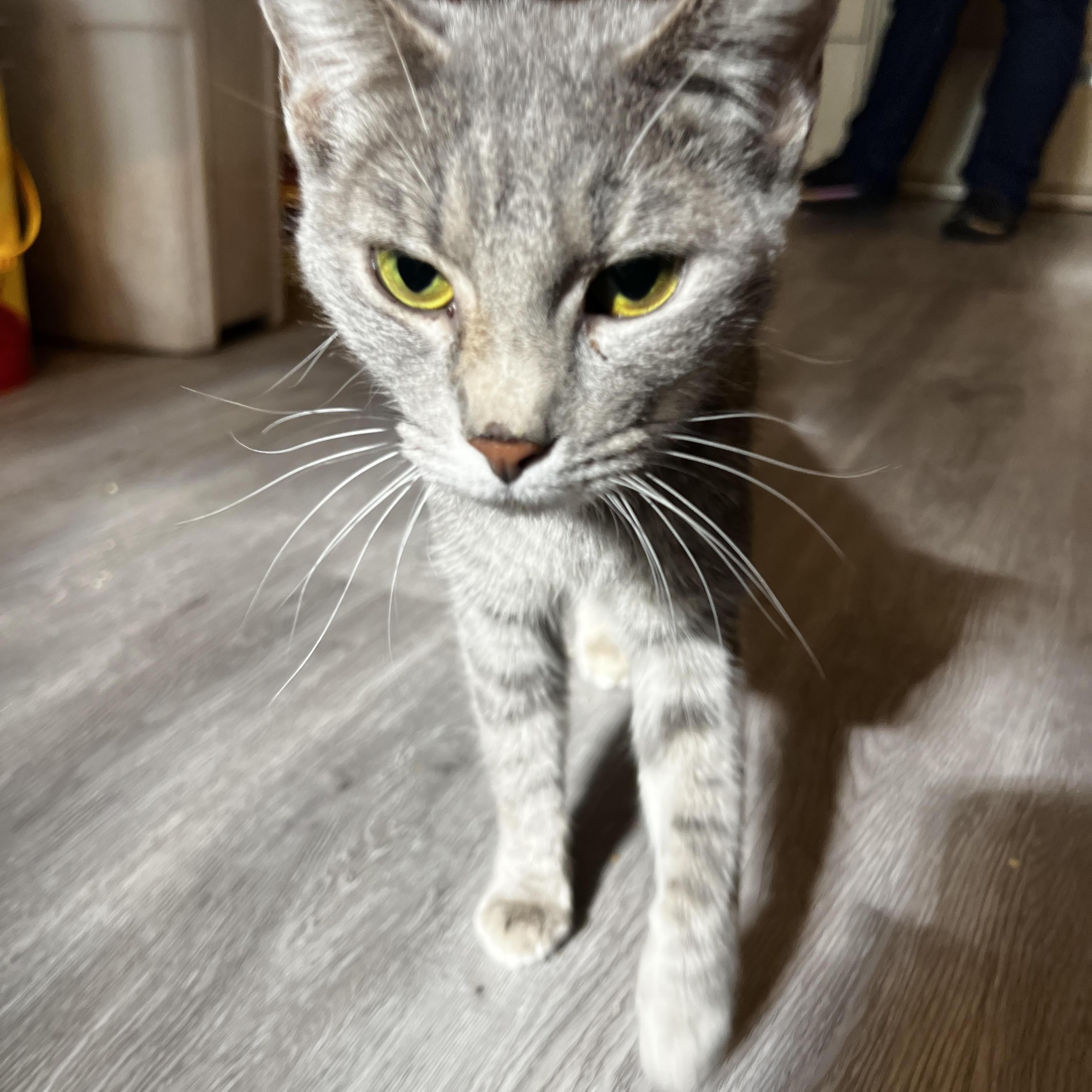 Enlarge Katarina Neilson, an adopted Domestic Short Hair in South Euclid, OH image 5/5