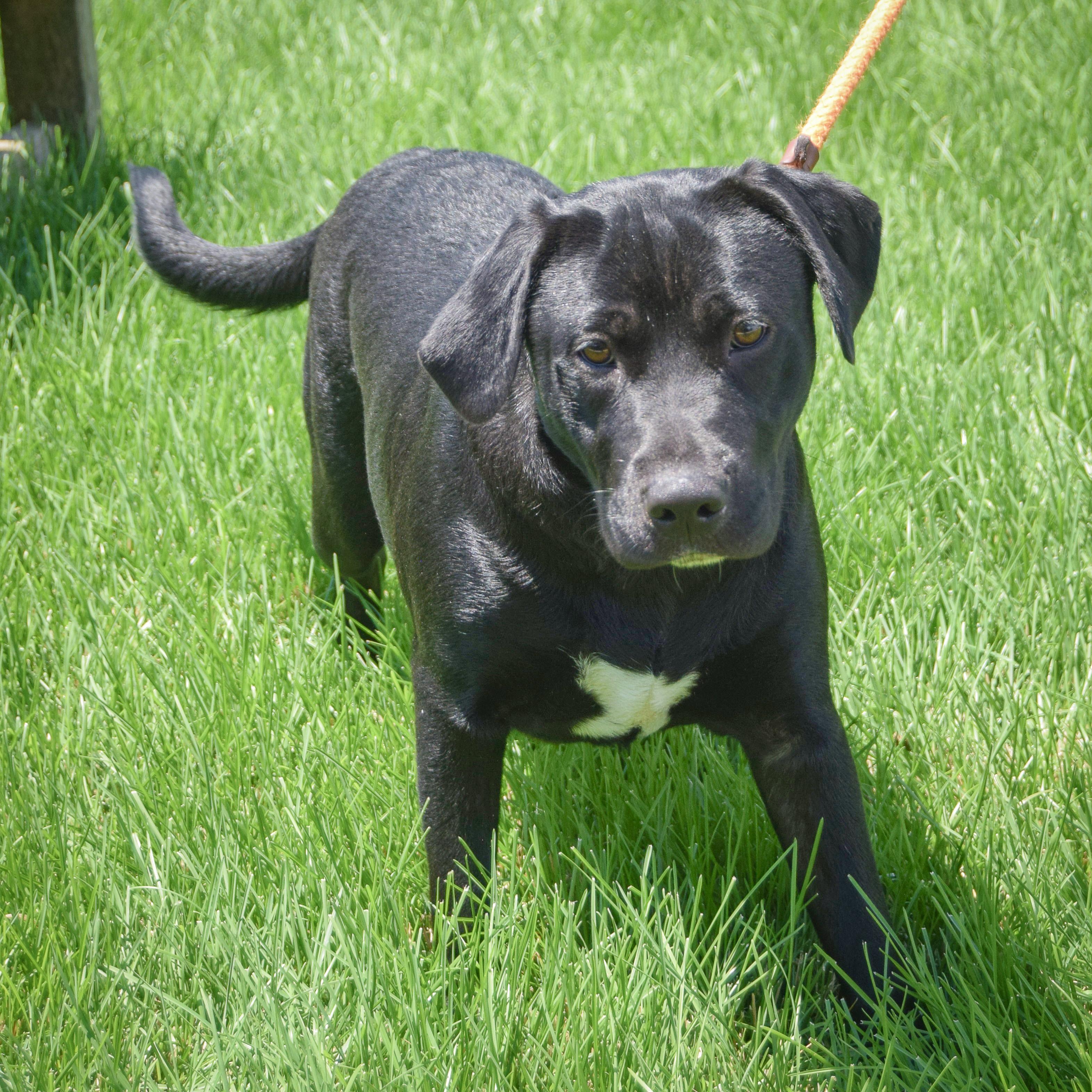 Enlarge Xena, a Adoptable mixed breed in Huntley, IL image 3/5