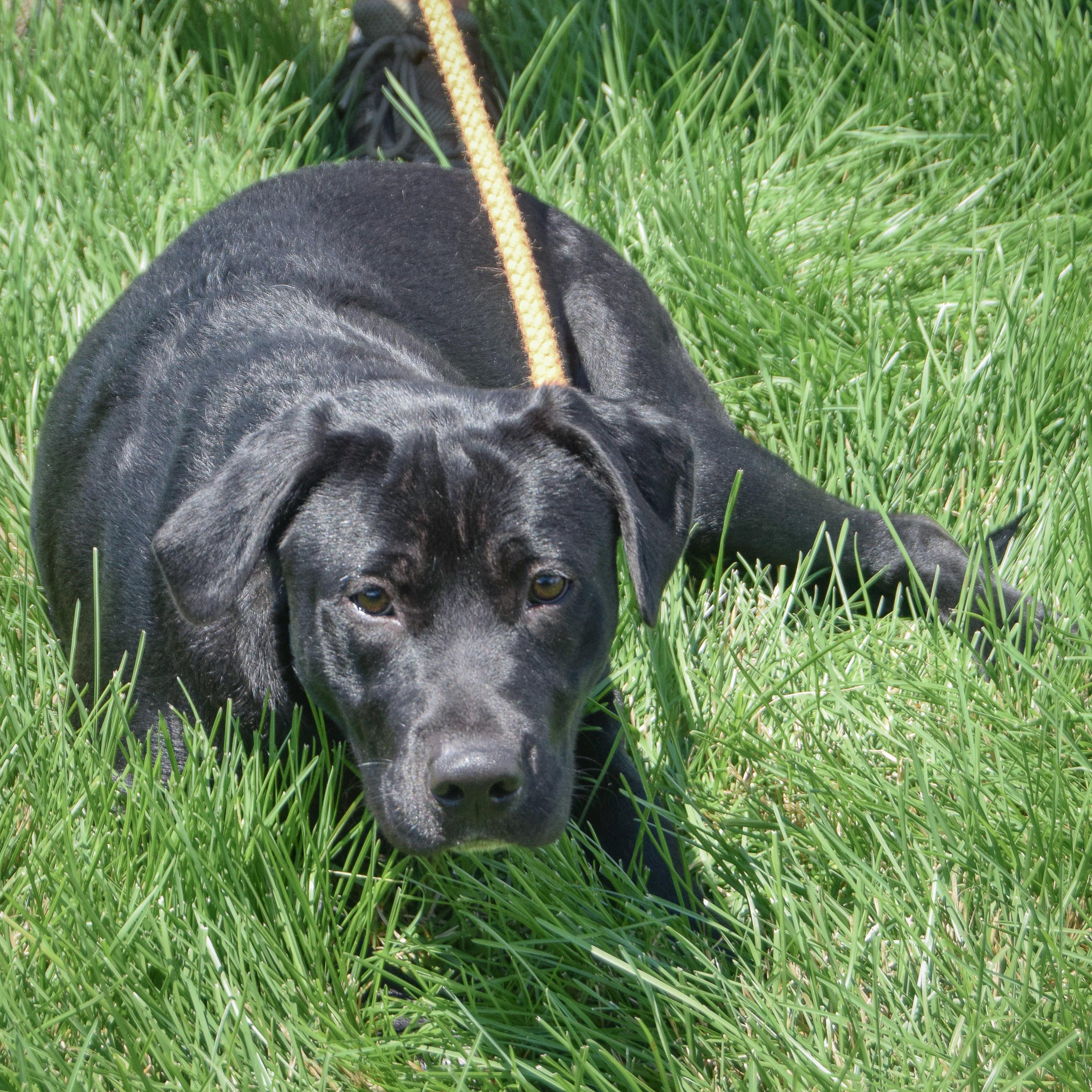 Enlarge Xena, a Adoptable mixed breed in Huntley, IL image 4/5