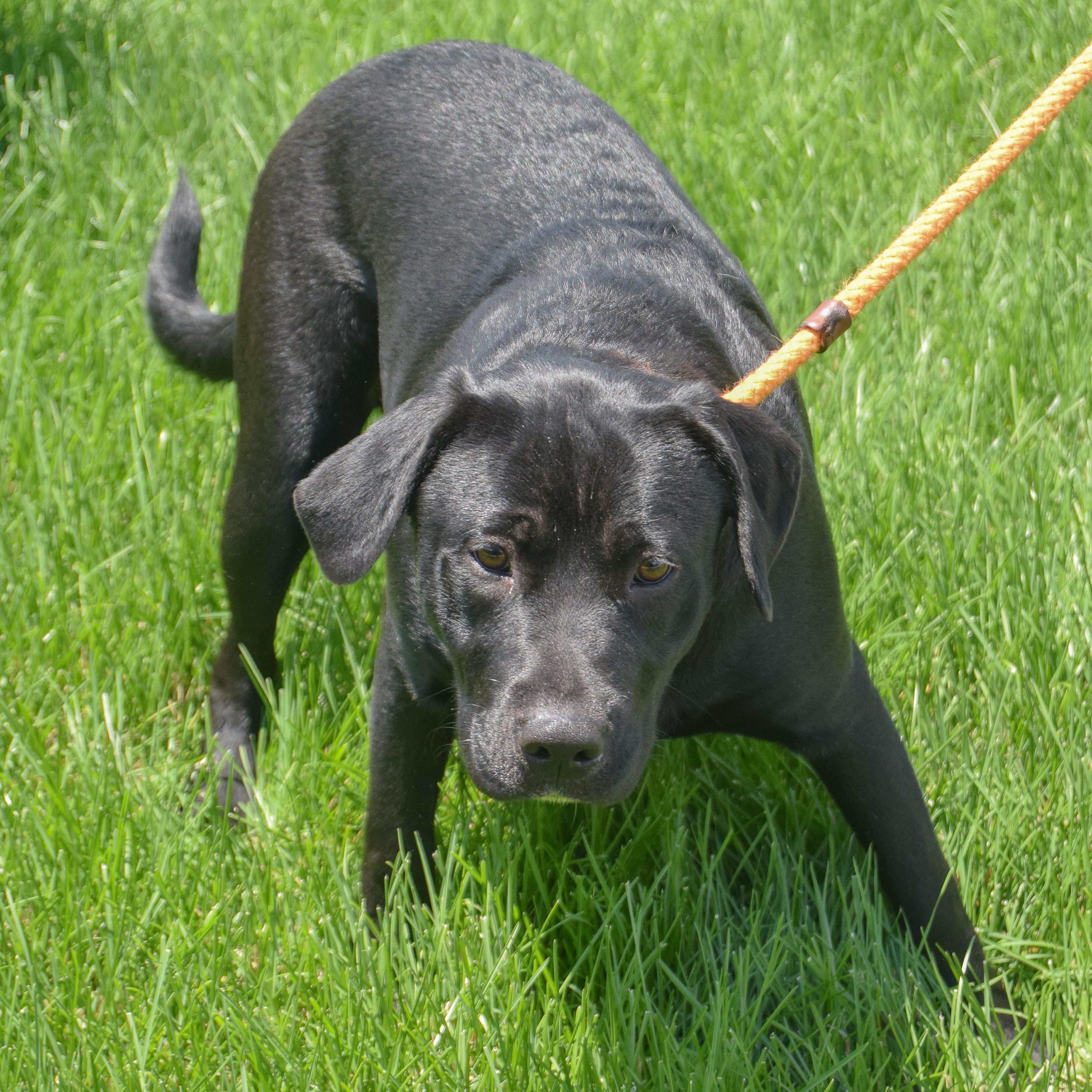 Enlarge Xena, a Adoptable mixed breed in Huntley, IL image 5/5
