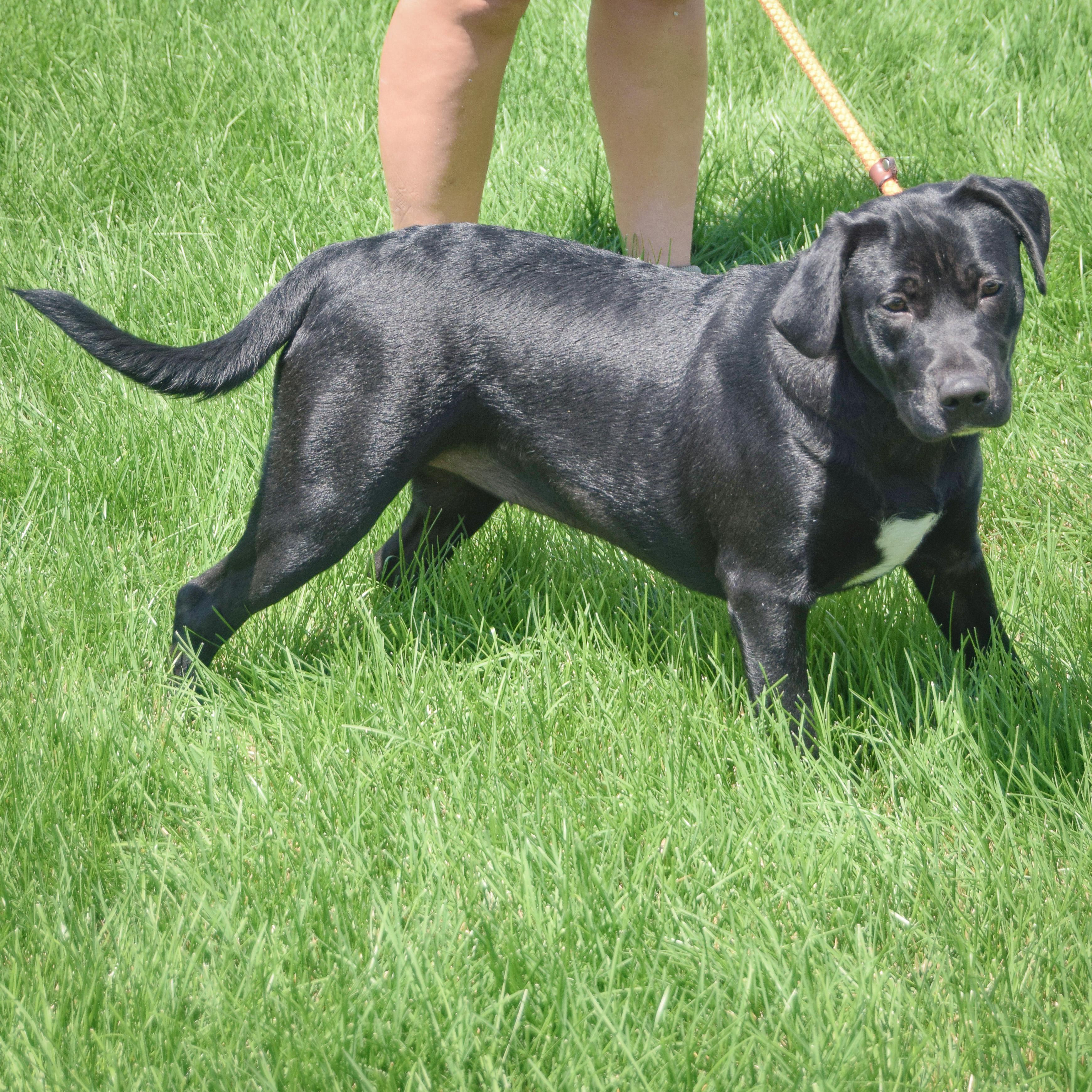 Enlarge Xena, a Adoptable mixed breed in Huntley, IL image 2/5