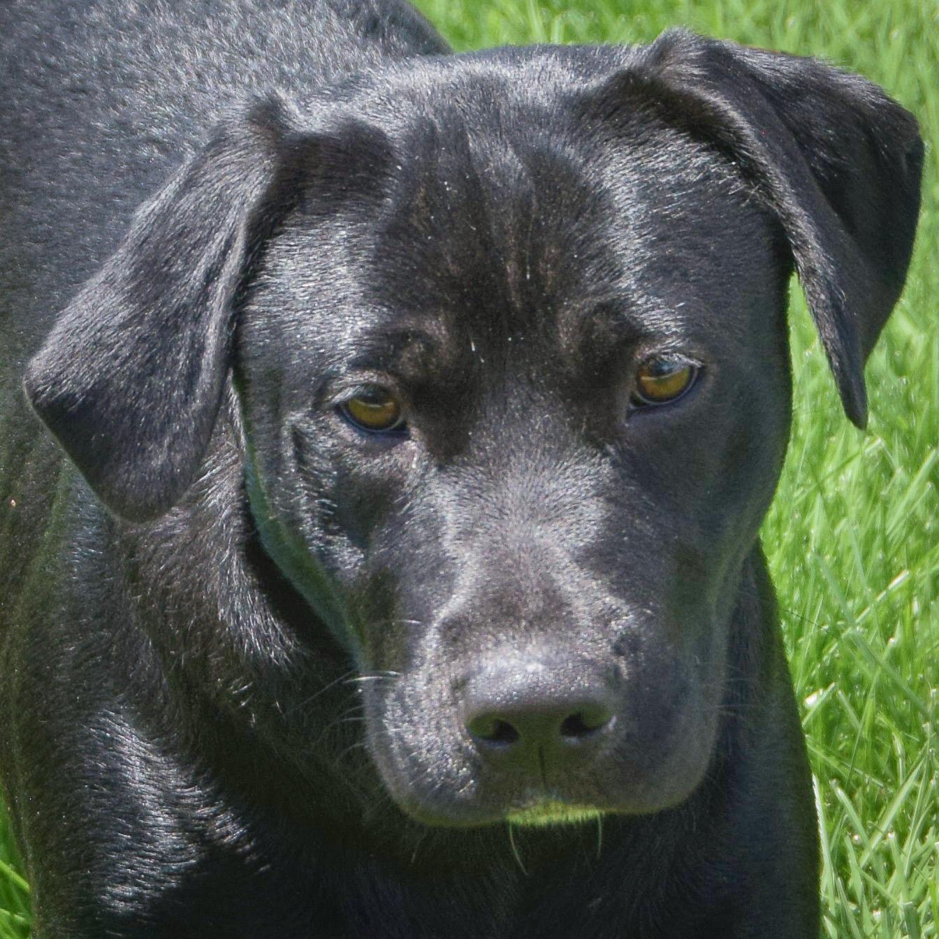 Enlarge Xena, a Adoptable mixed breed in Huntley, IL image 1/5