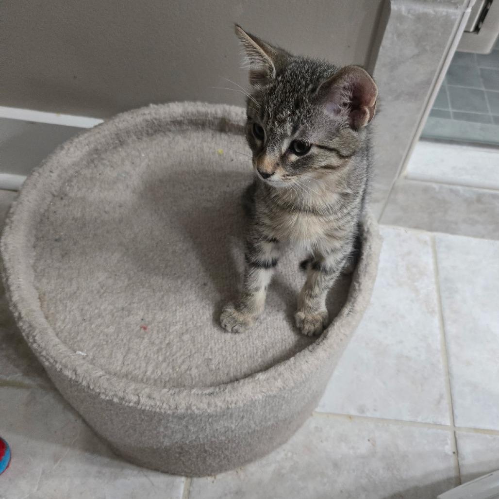 Earl Gray, Adoptable, Kitten Male Domestic Short Hair.