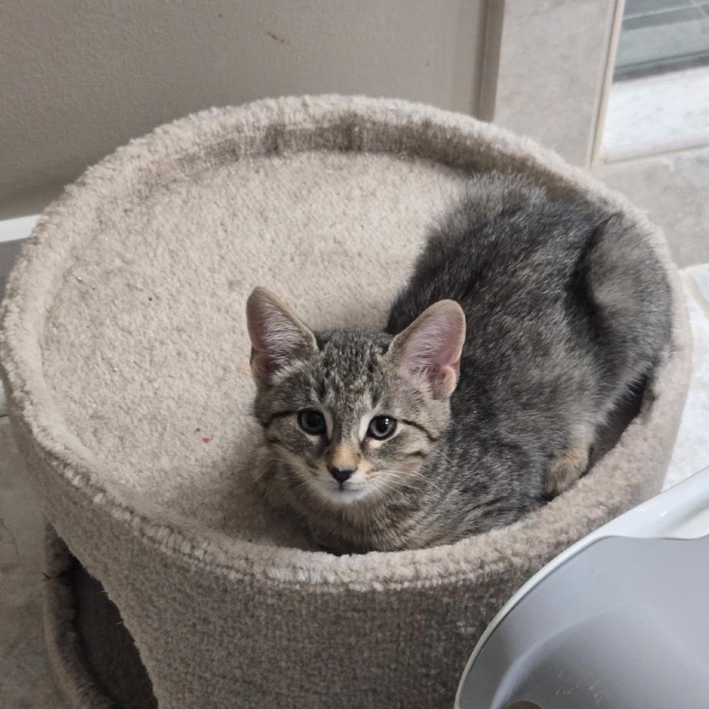 Enlarge Earl Gray, a Adoptable Domestic Short Hair in Richmond, VA image 2/5