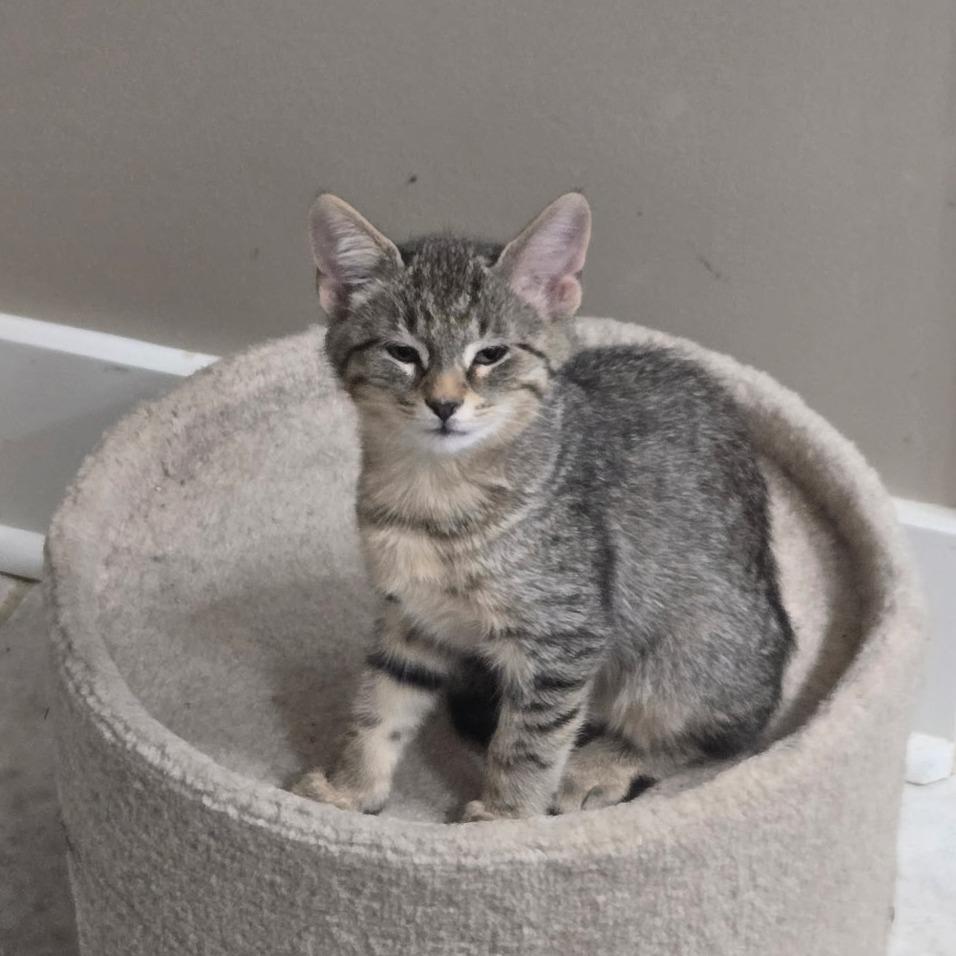 Enlarge Earl Gray, a Adoptable Domestic Short Hair in Richmond, VA image 4/5