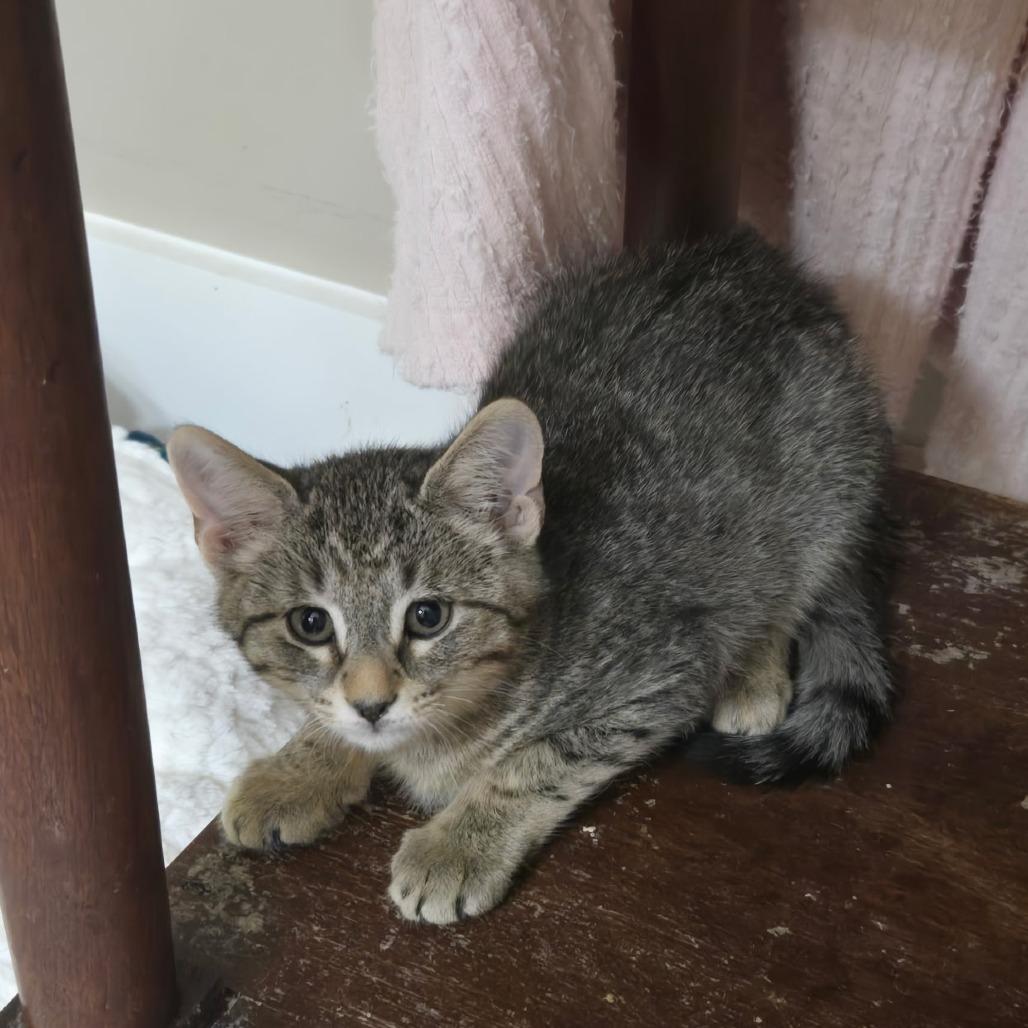 Enlarge Earl Gray, a Adoptable Domestic Short Hair in Richmond, VA image 5/5