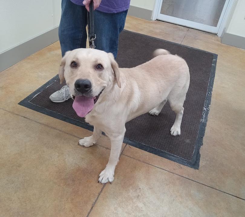 Oakley (no more applications), a Adopted Yellow Labrador Retriever in Austin, MN image 1/2