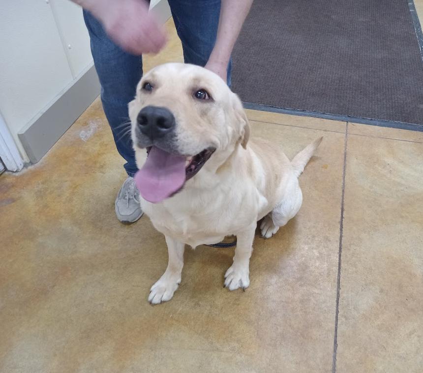 Oakley (no more applications), a Adopted Yellow Labrador Retriever in Austin, MN image 2/2