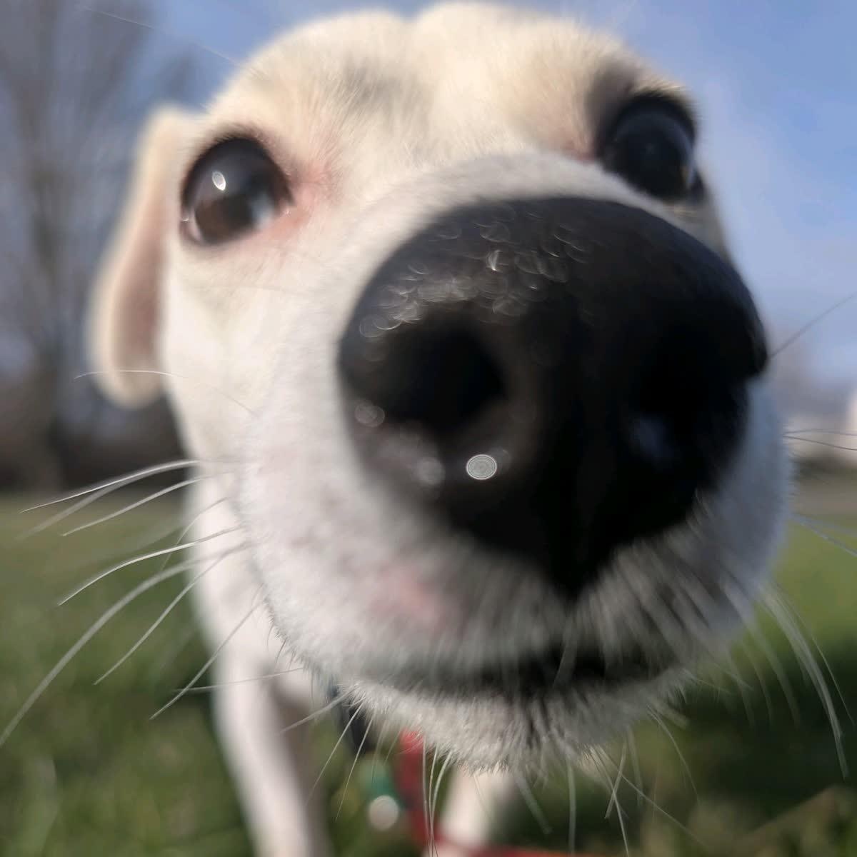 Enlarge Draco, an adopted mixed breed in Youngstown, OH image 2/2