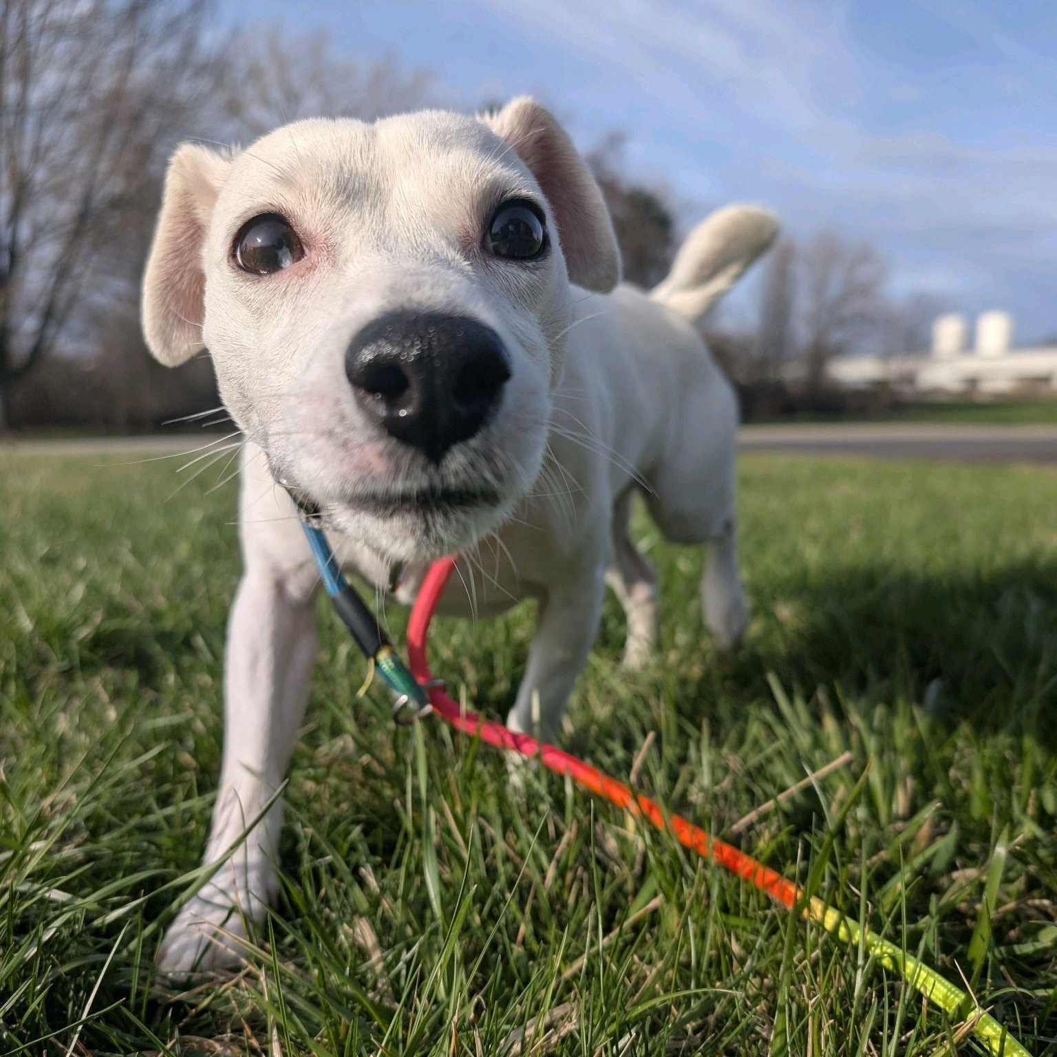 Enlarge Draco, an adopted mixed breed in Youngstown, OH image 1/2