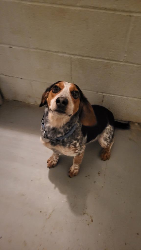 Alex, a Adoptable Beagle in Hampton, VA image 1/2