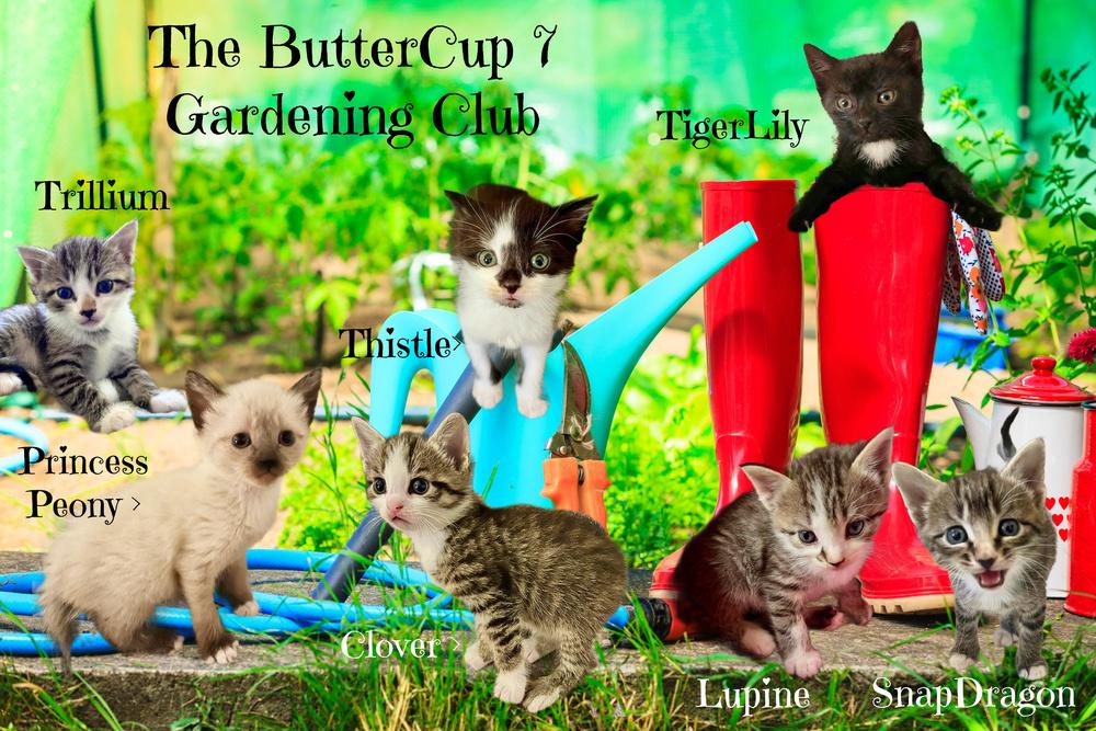ButterCup, Adoptable, Adult Female Domestic Short Hair.