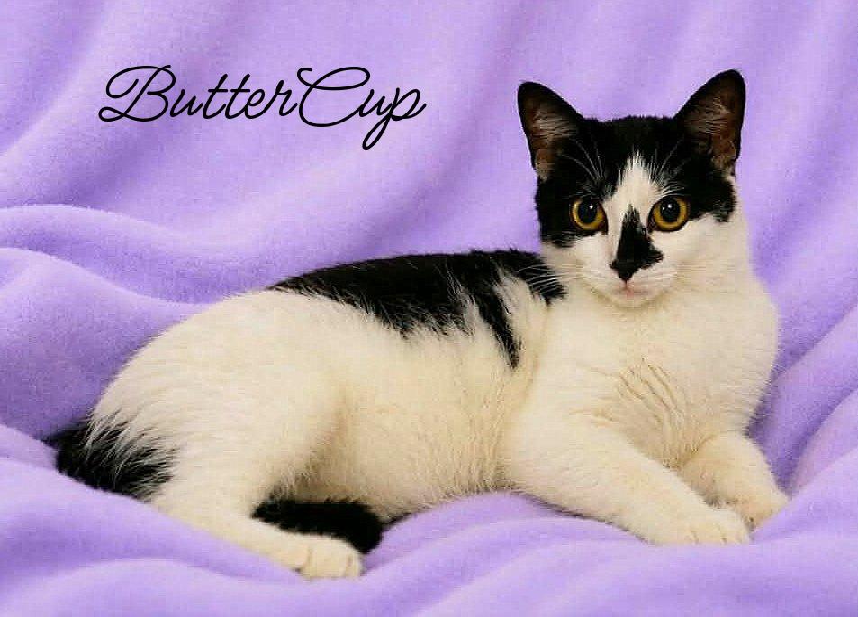 ButterCup, a Adoptable Domestic Short Hair in Culpeper, VA image 2/2