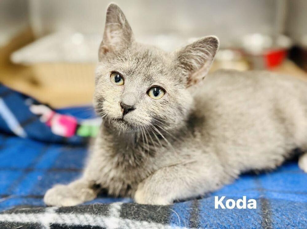 Koda, Adoptable, Kitten Female Domestic Short Hair.