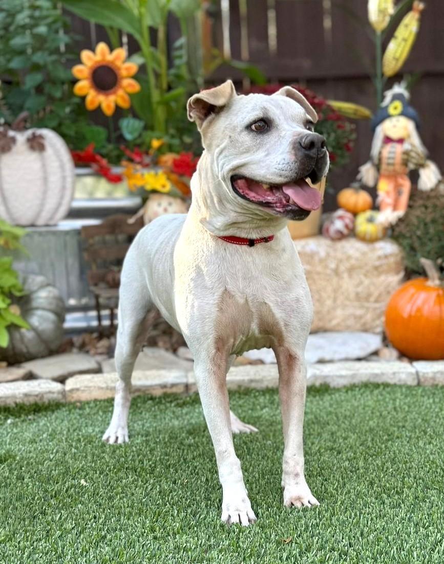 Enlarge Cookie, a ADOPTABLE mixed breed in Southport, CT image 1/6