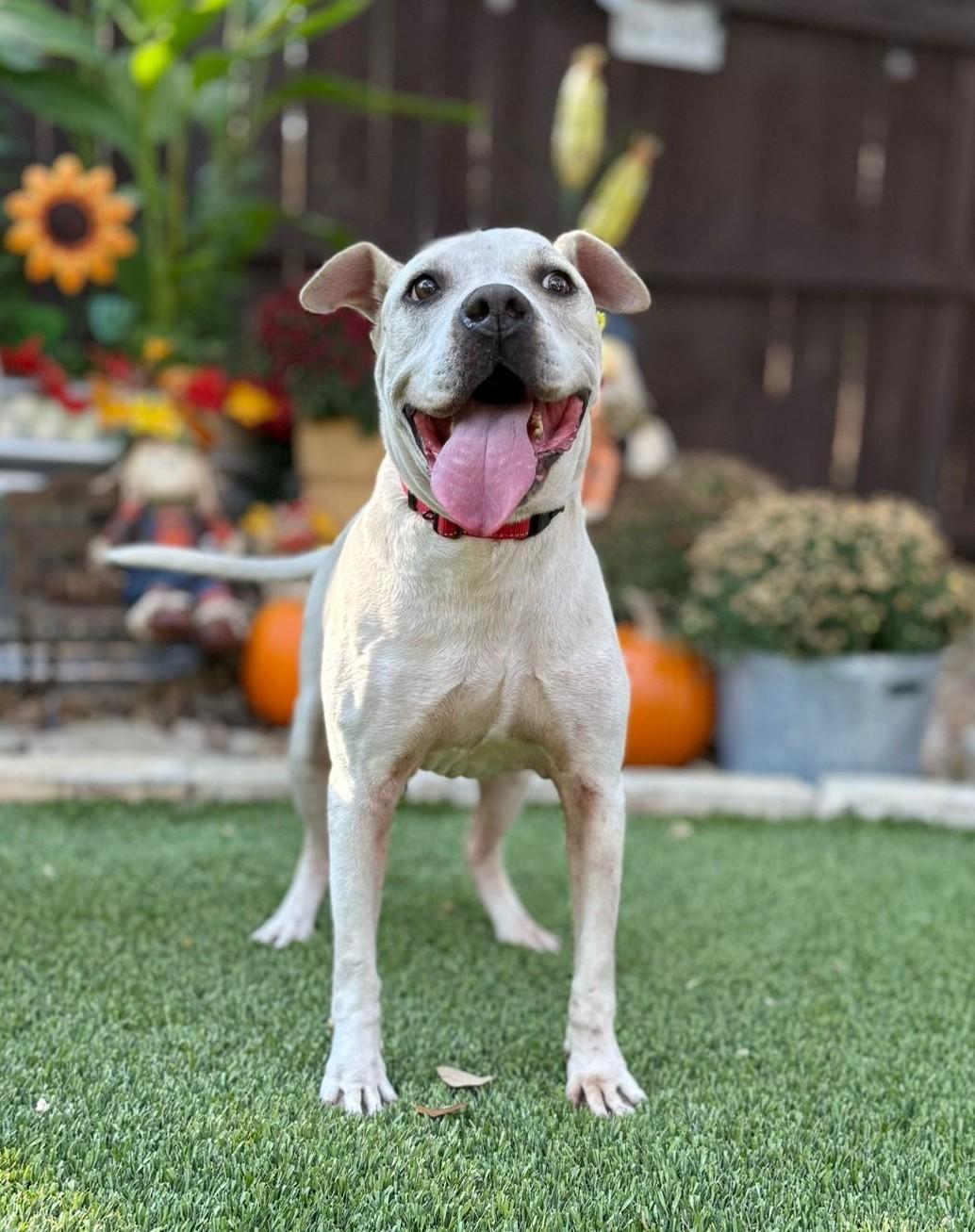 Enlarge Cookie, a ADOPTABLE mixed breed in Southport, CT image 2/6