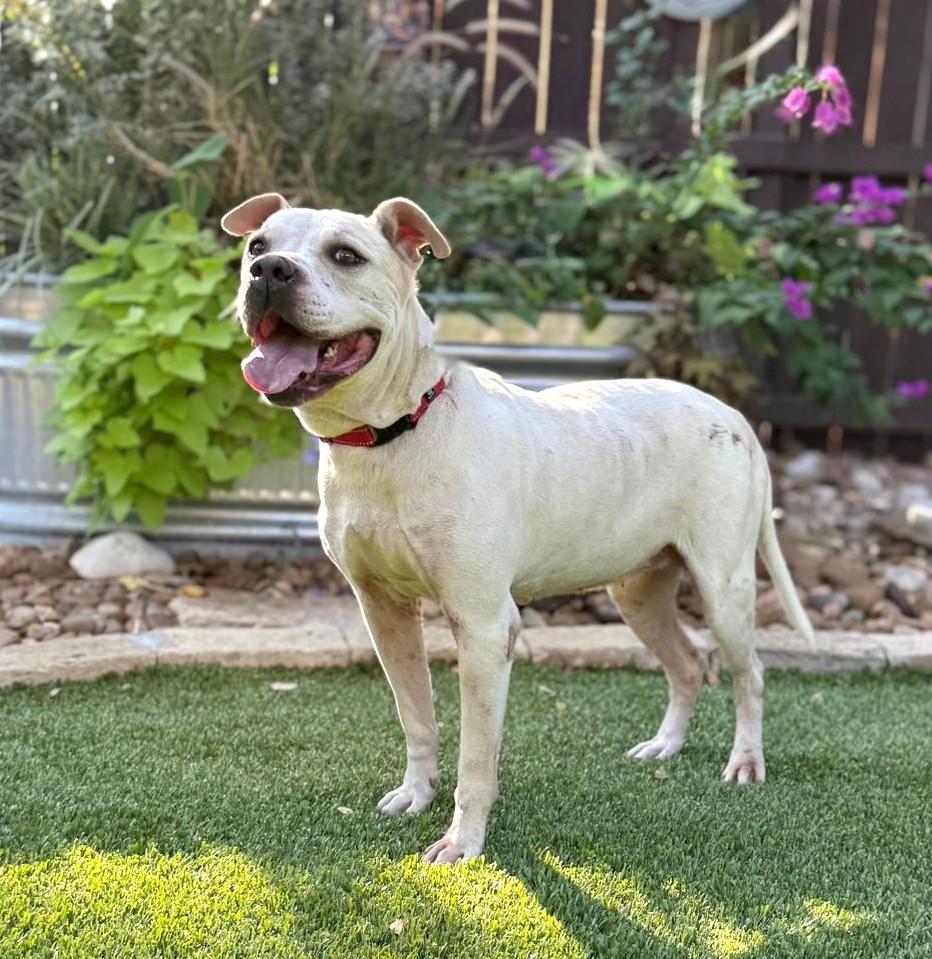 Enlarge Cookie, a ADOPTABLE mixed breed in Southport, CT image 5/6