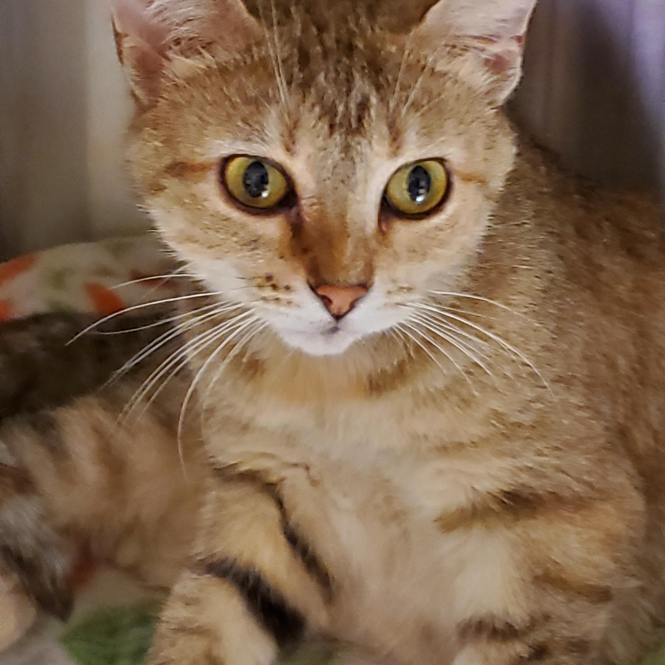 Lizzy, ADOPTABLE, Young Female Tabby.