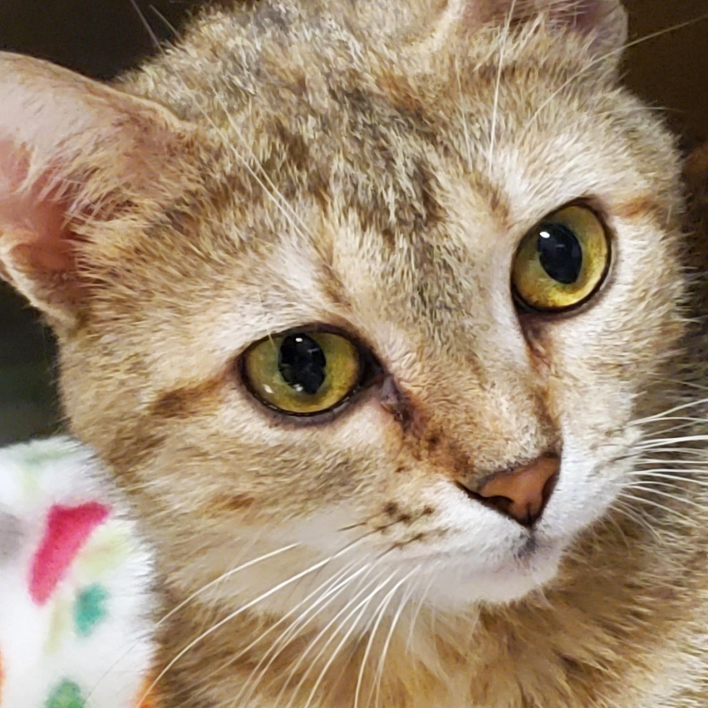 Enlarge Lizzy, a ADOPTABLE Tabby in Muncie, IN image 2/2