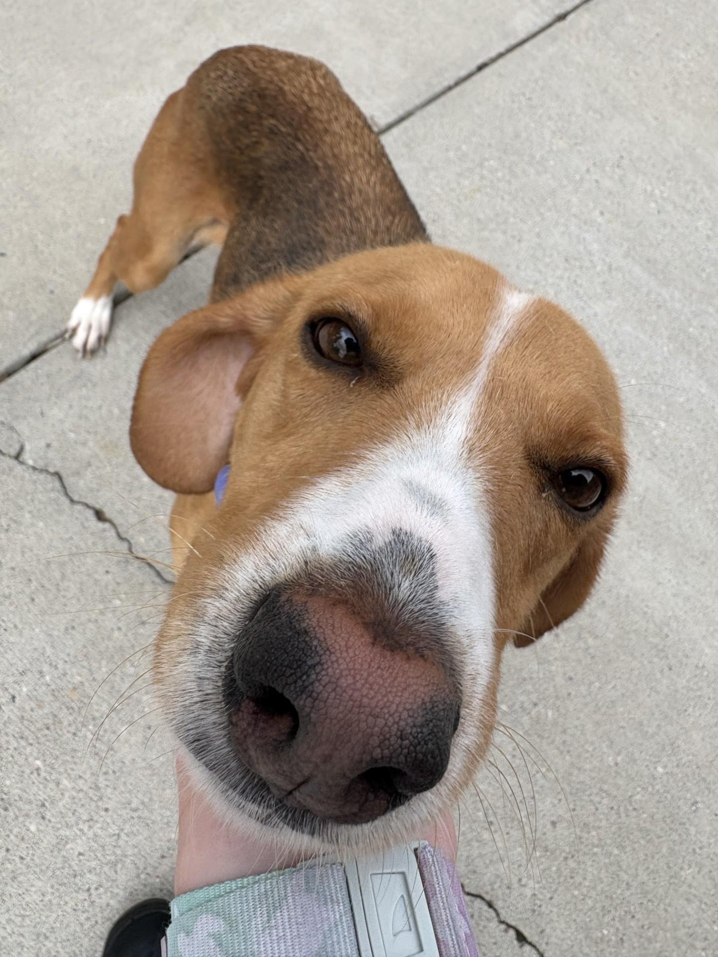 Beatrix, ADOPTABLE, Adult Female Hound.