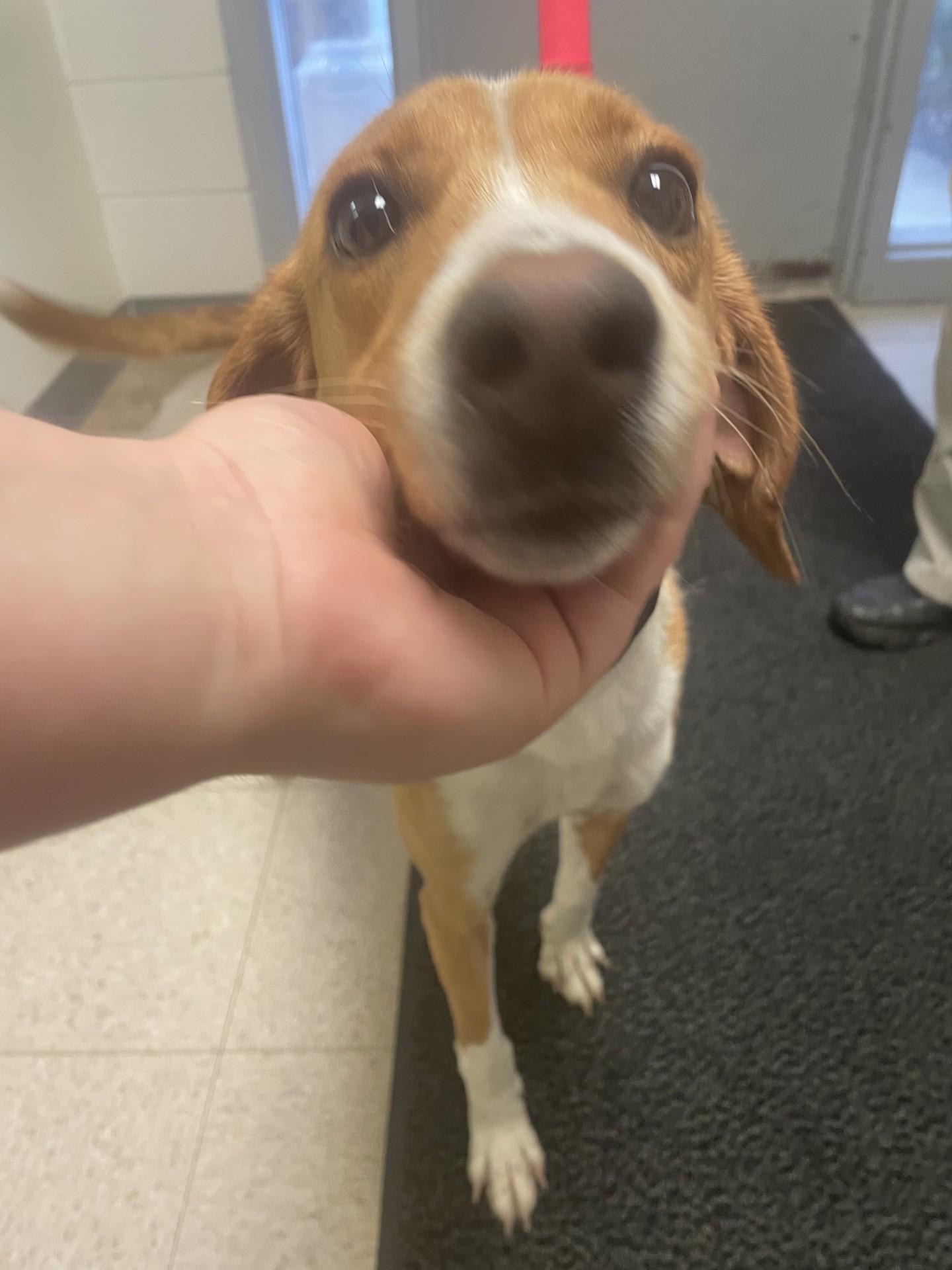 Enlarge Beatrix, a ADOPTABLE Hound in Ashland, VA image 2/5