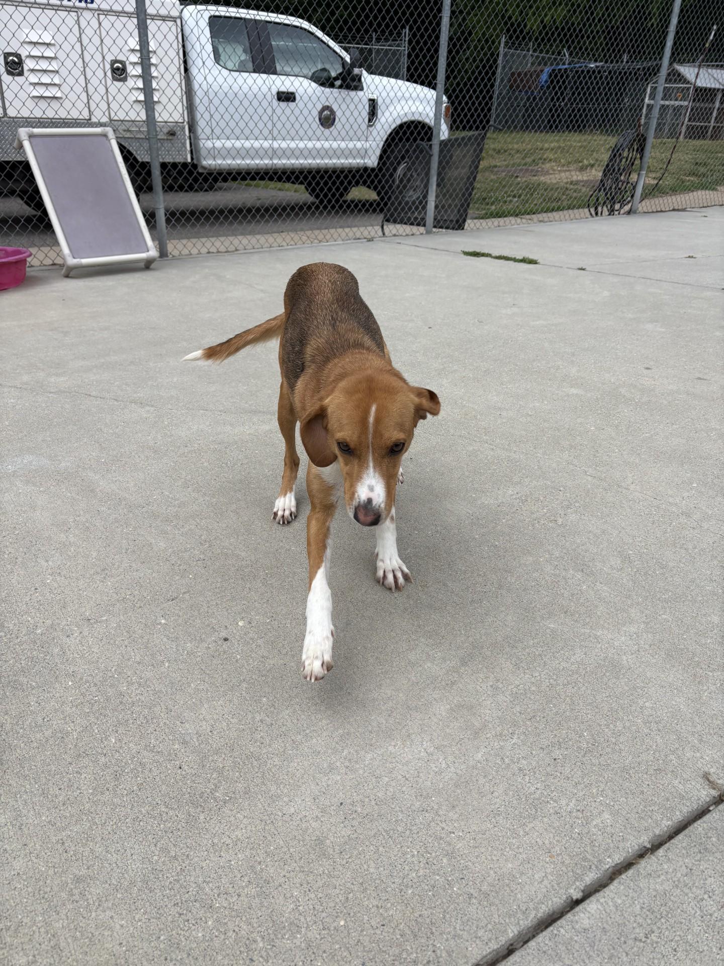 Enlarge Beatrix, a ADOPTABLE Hound in Ashland, VA image 5/5