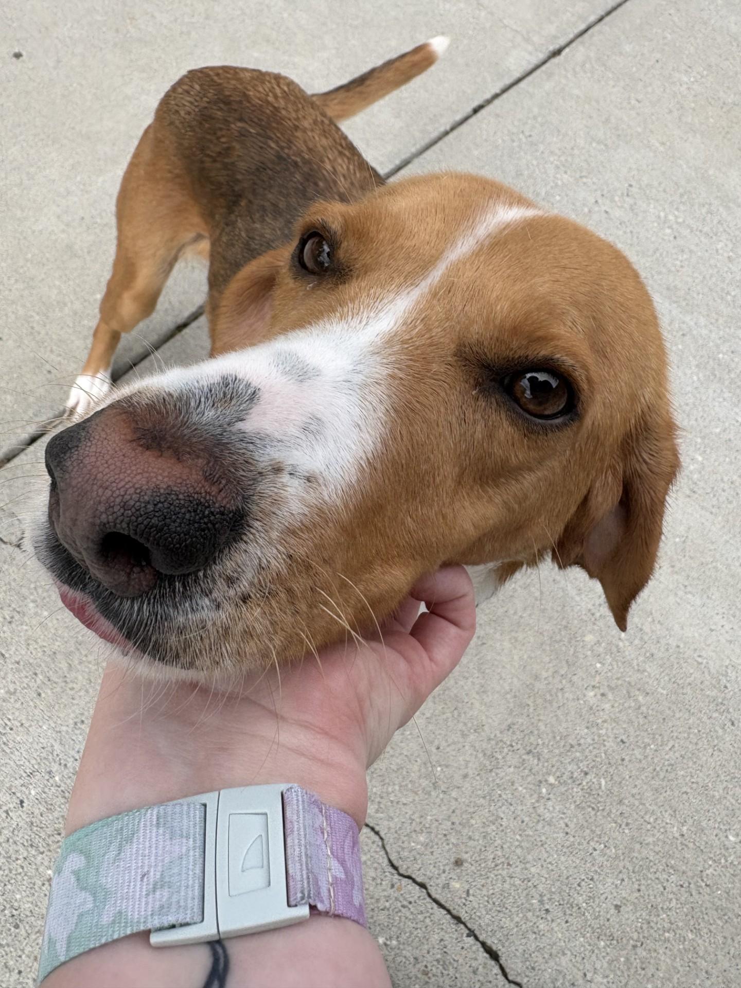 Enlarge Beatrix, a ADOPTABLE Hound in Ashland, VA image 4/5