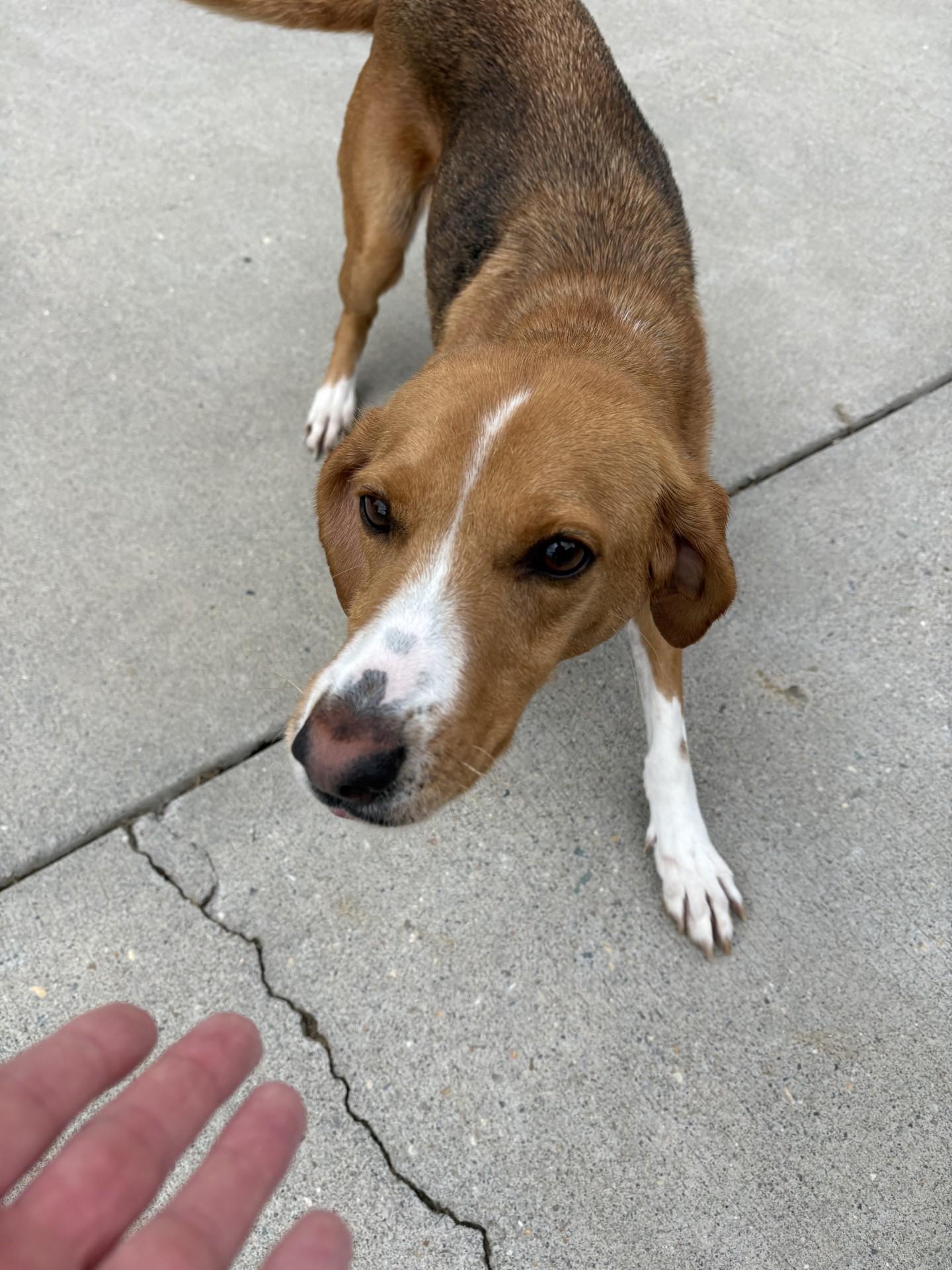Enlarge Beatrix, a ADOPTABLE Hound in Ashland, VA image 3/5