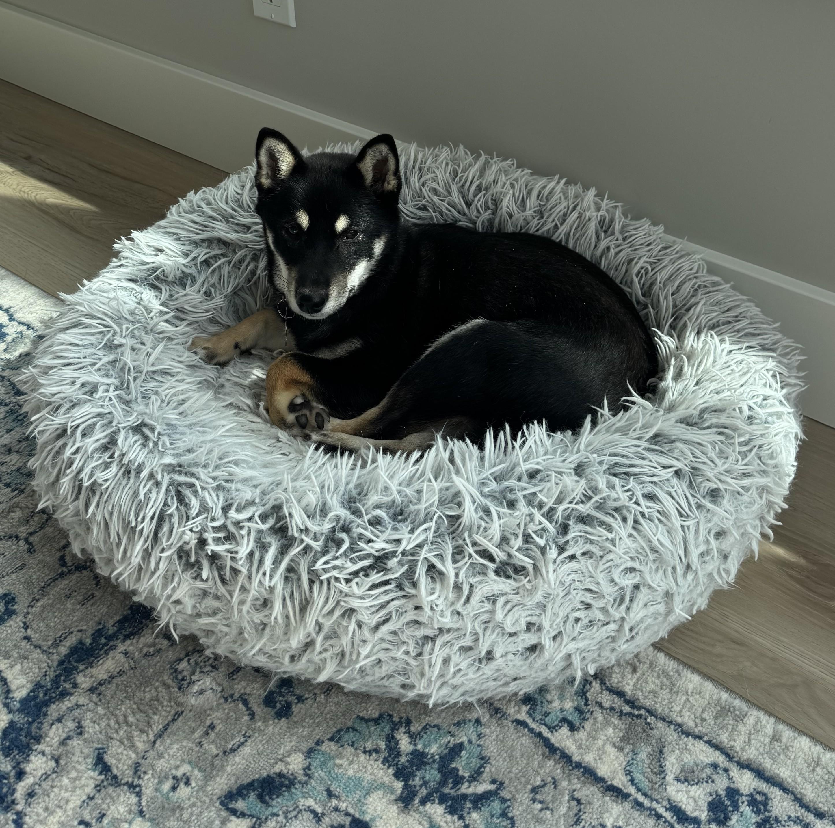 Enlarge Mika, a ADOPTABLE Shiba Inu in Montague, MI image 6/6