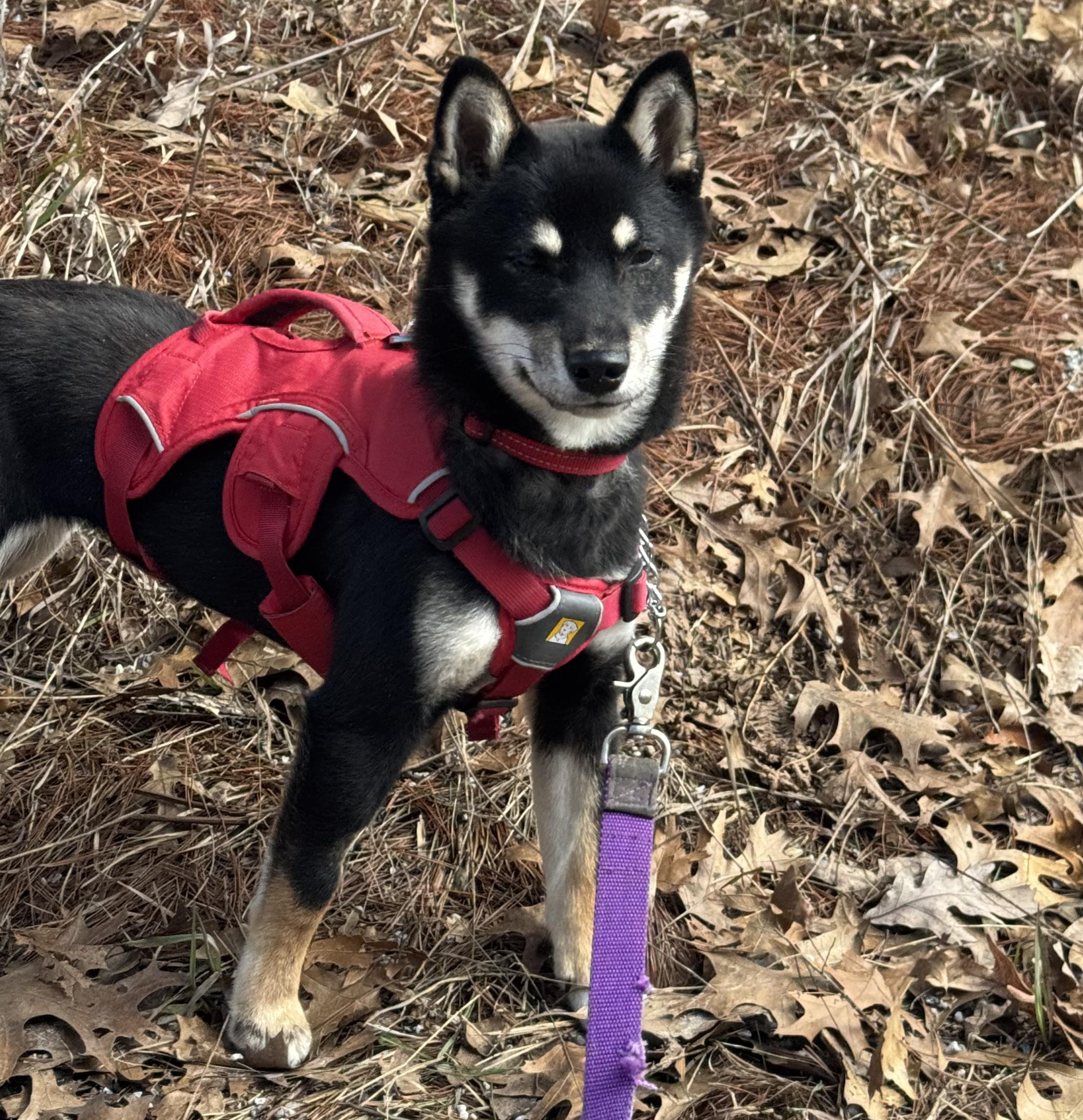 Enlarge Mika, a ADOPTABLE Shiba Inu in Montague, MI image 4/6