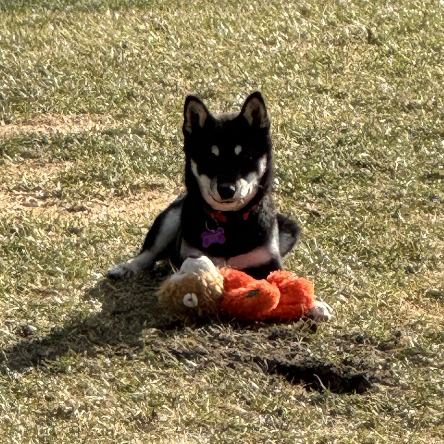 Enlarge Mika, a ADOPTABLE Shiba Inu in Montague, MI image 3/6