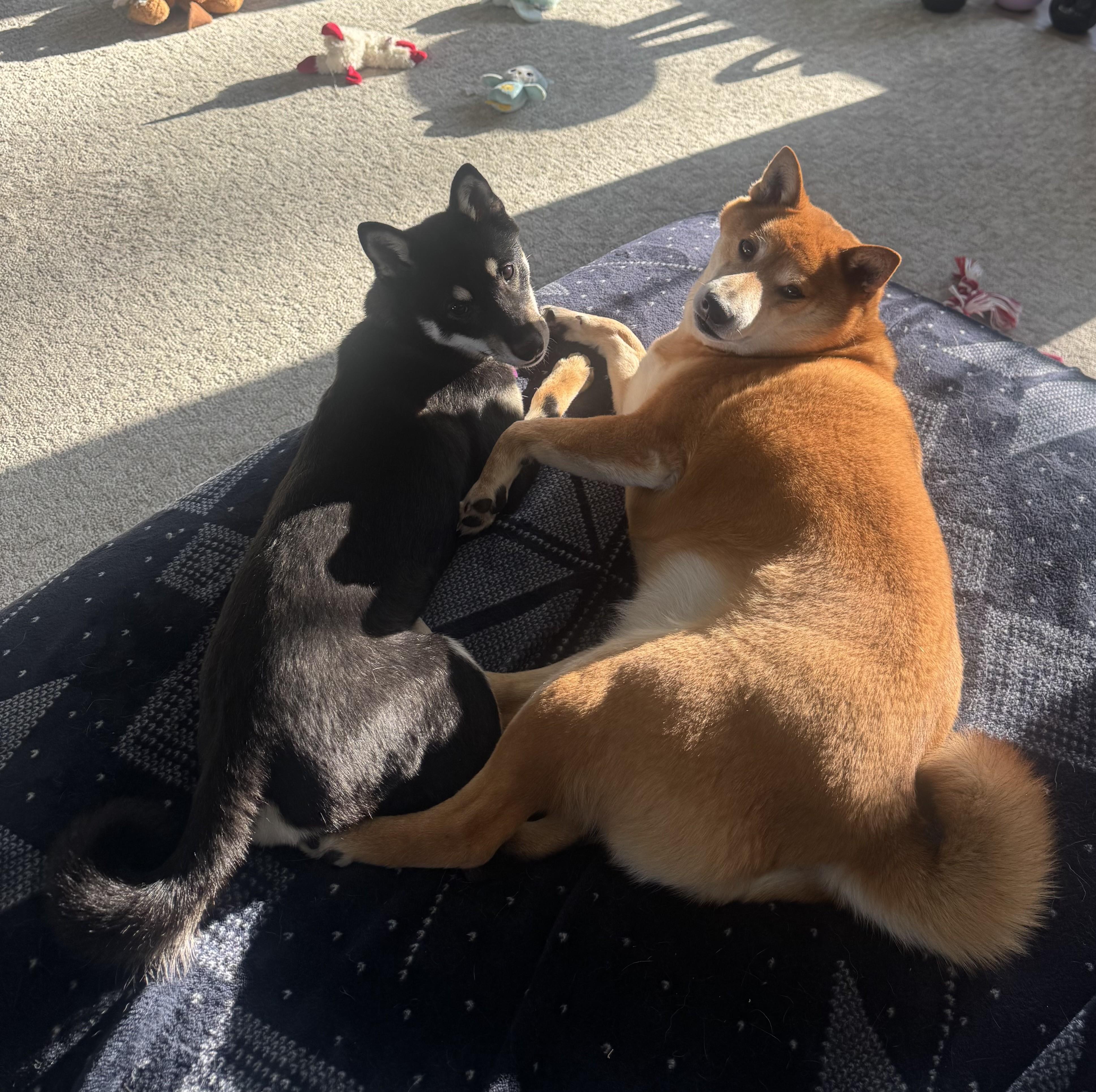 Enlarge Mika, a ADOPTABLE Shiba Inu in Montague, MI image 2/6