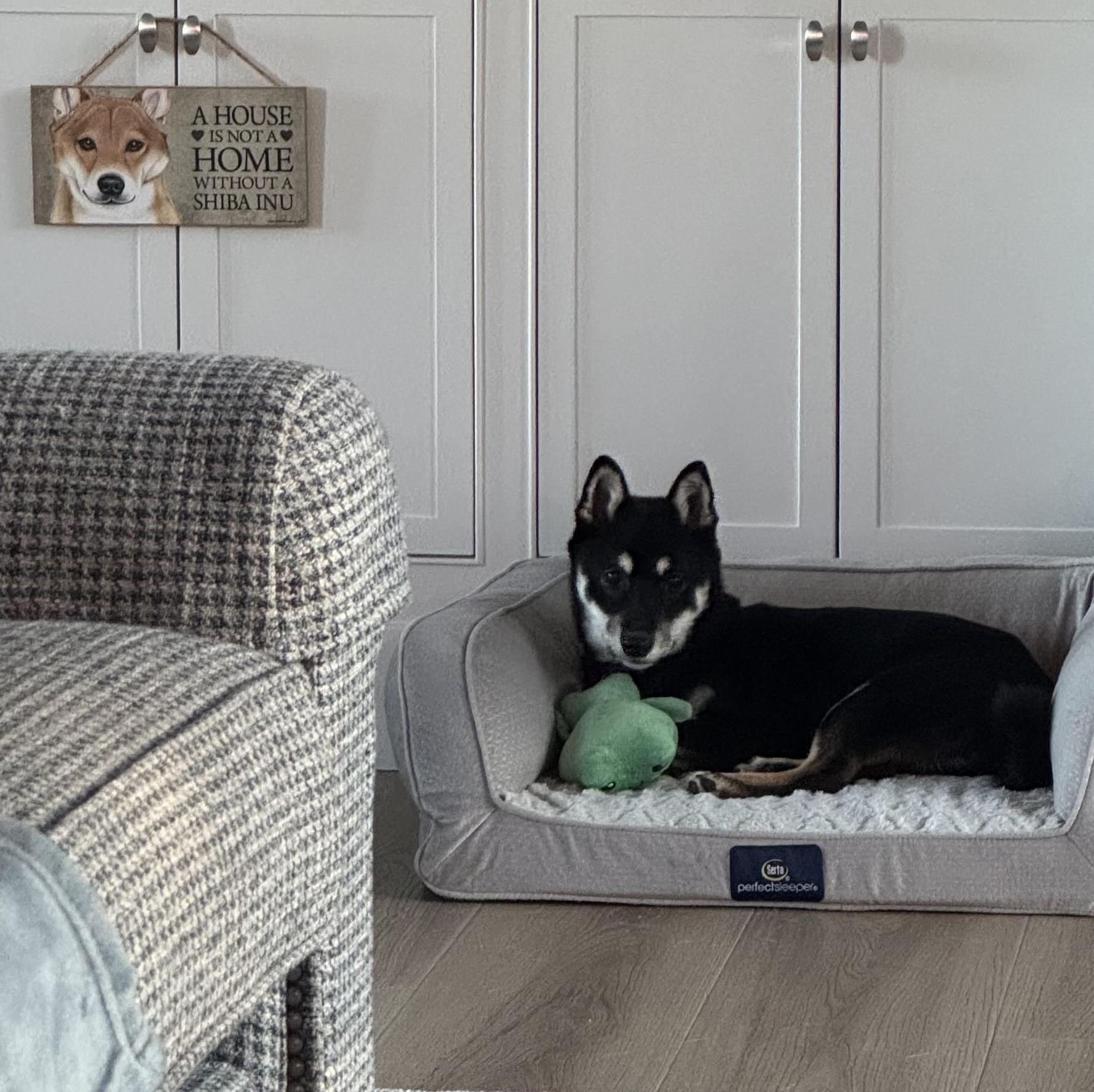 Enlarge Mika, a ADOPTABLE Shiba Inu in Montague, MI image 5/6