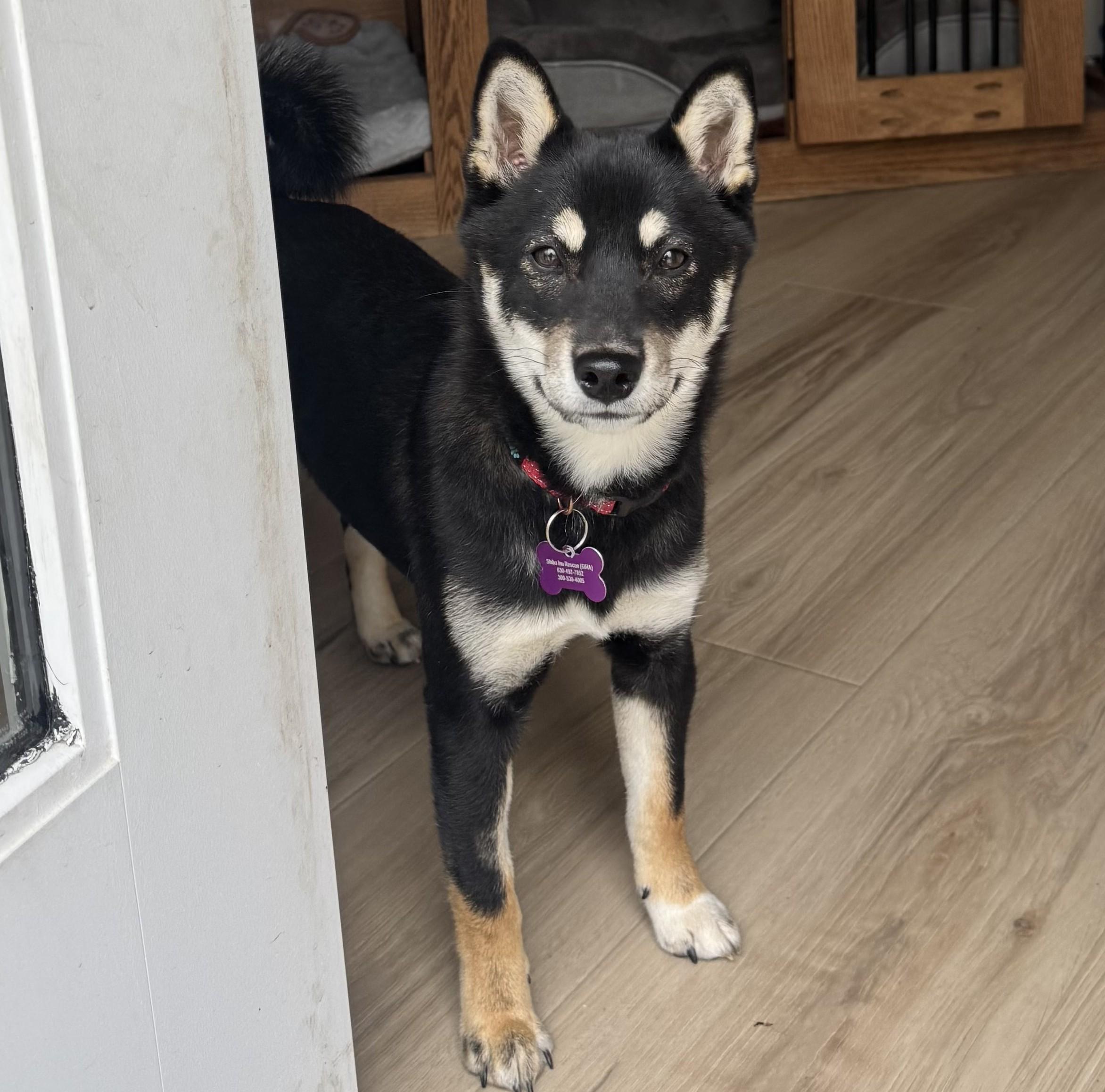 Enlarge Mika, a ADOPTABLE Shiba Inu in Montague, MI image 1/6