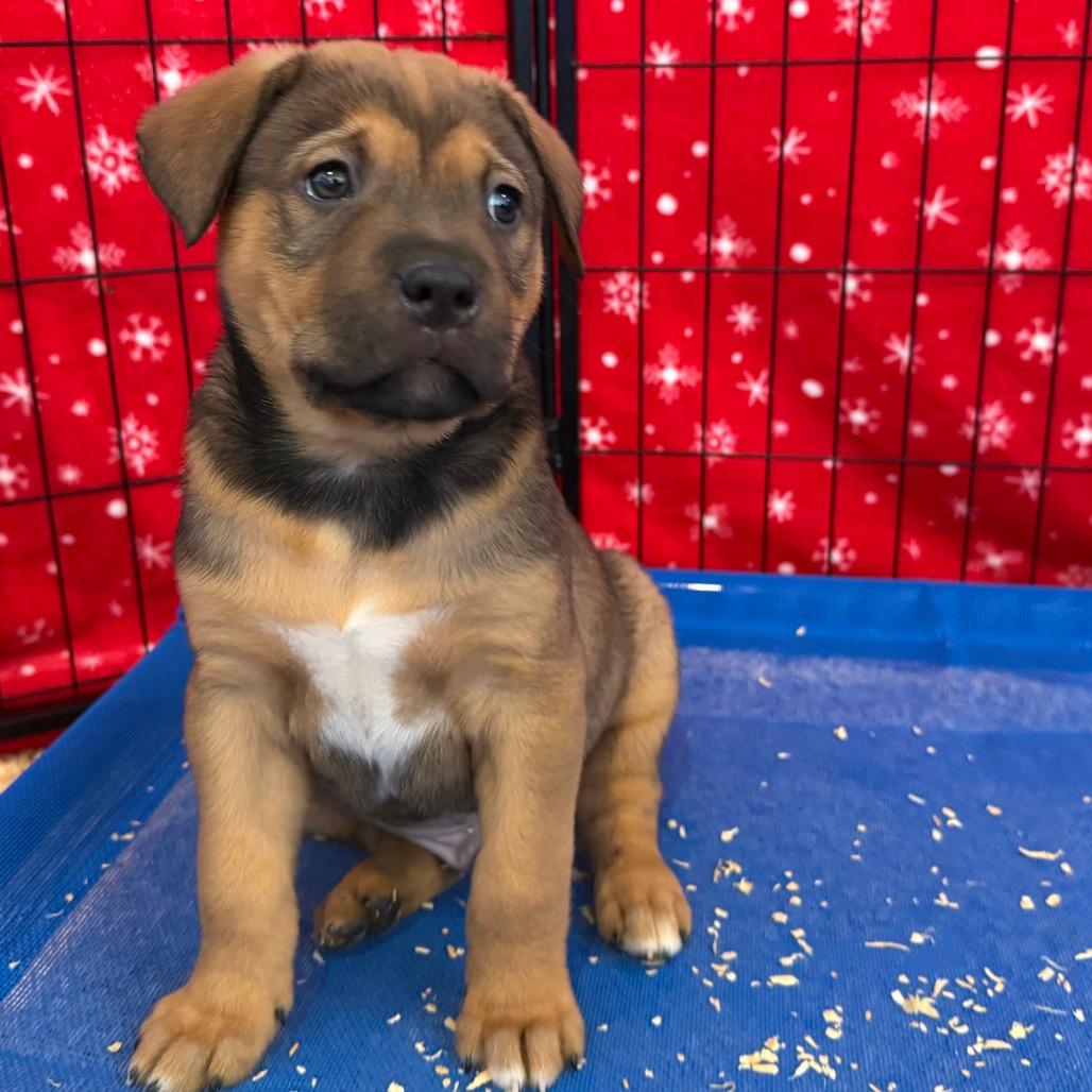 Romeo, ADOPTABLE, Puppy Male Bulldog.