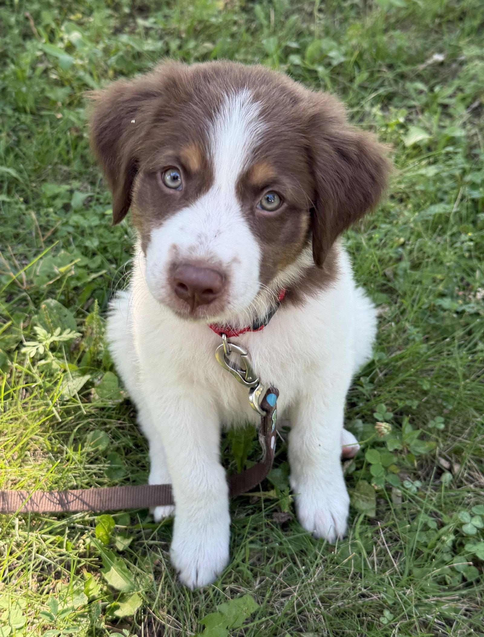 Enlarge Woody, a Adopted Australian Shepherd in West Des Moines, IA image 1/3