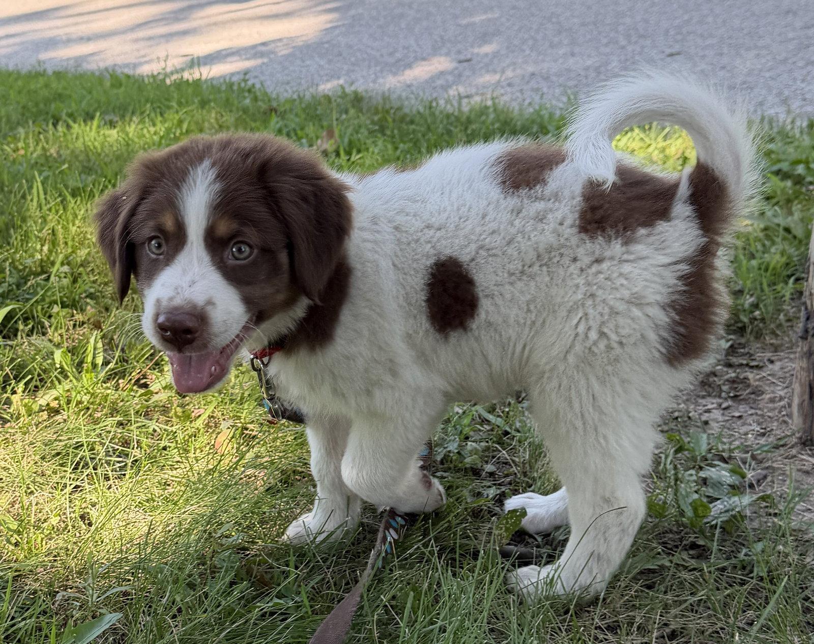Enlarge Woody, a Adopted Australian Shepherd in West Des Moines, IA image 2/3