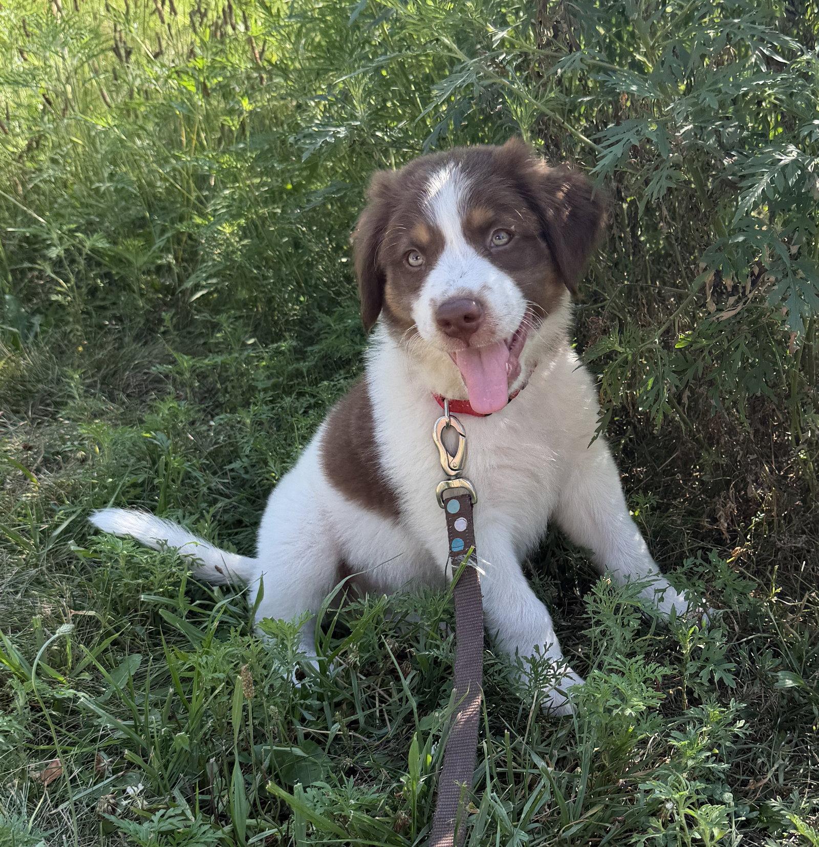 Enlarge Woody, a Adopted Australian Shepherd in West Des Moines, IA image 3/3