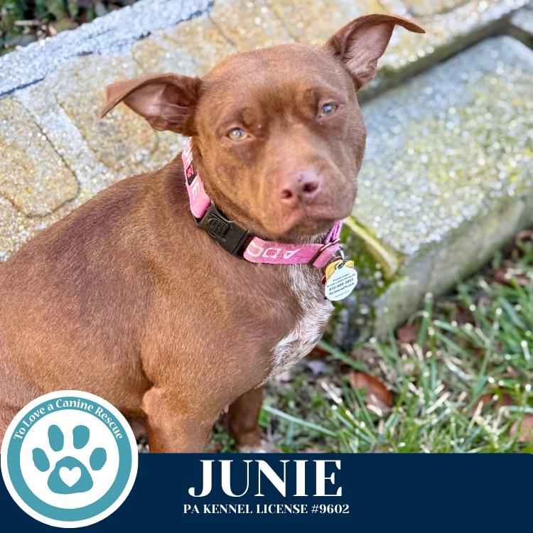 Enlarge Junie (Mom to Junie's Pups) 120625, a Adoptable mixed breed in Kimberton, PA image 1/6