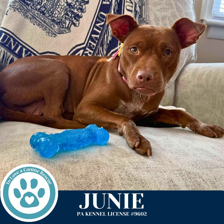 Enlarge Junie (Mom to Junie's Pups) 120625, a Adoptable mixed breed in Kimberton, PA image 2/6