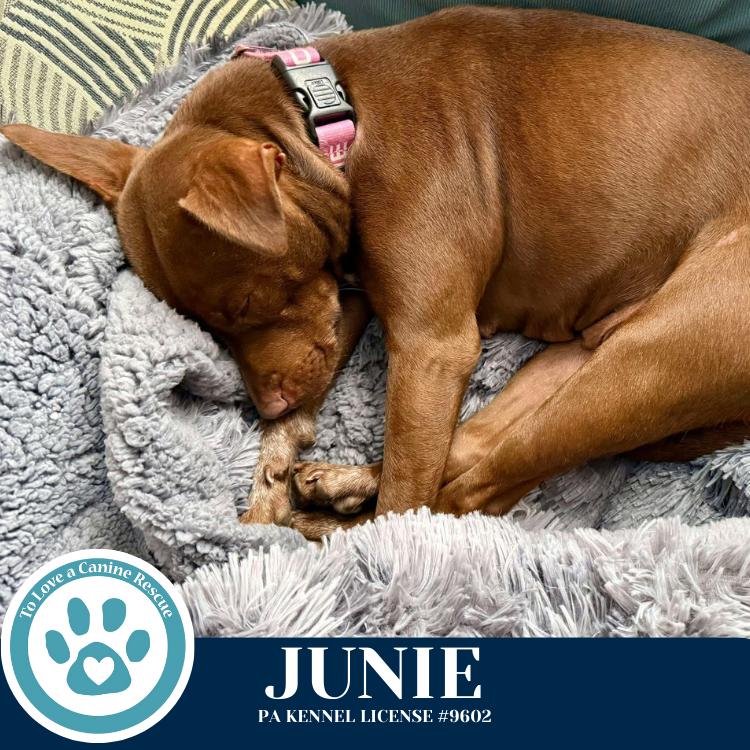 Enlarge Junie (Mom to Junie's Pups) 120625, a Adoptable mixed breed in Kimberton, PA image 3/6