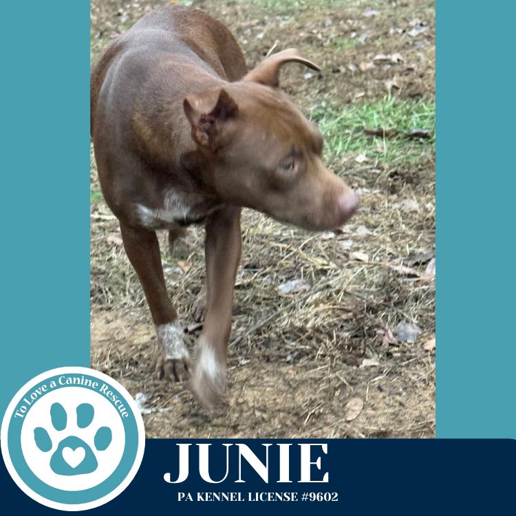 Enlarge Junie (Mom to Junie's Pups) 120625, a Adoptable mixed breed in Kimberton, PA image 4/6