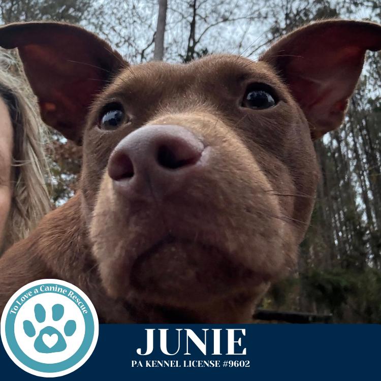 Enlarge Junie (Mom to Junie's Pups) 120625, a Adoptable mixed breed in Kimberton, PA image 5/6