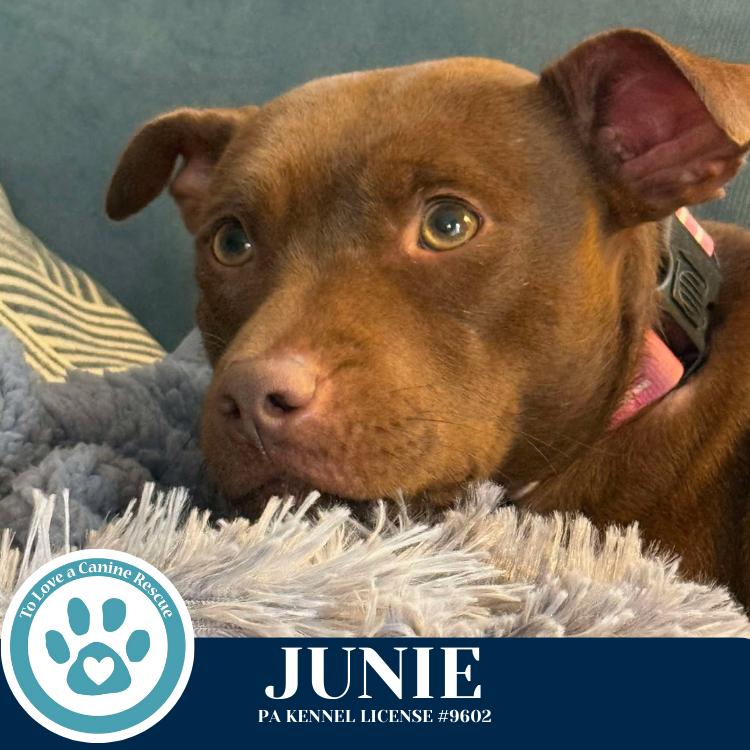 Enlarge Junie (Mom to Junie's Pups) 120625, a Adoptable mixed breed in Kimberton, PA image 6/6