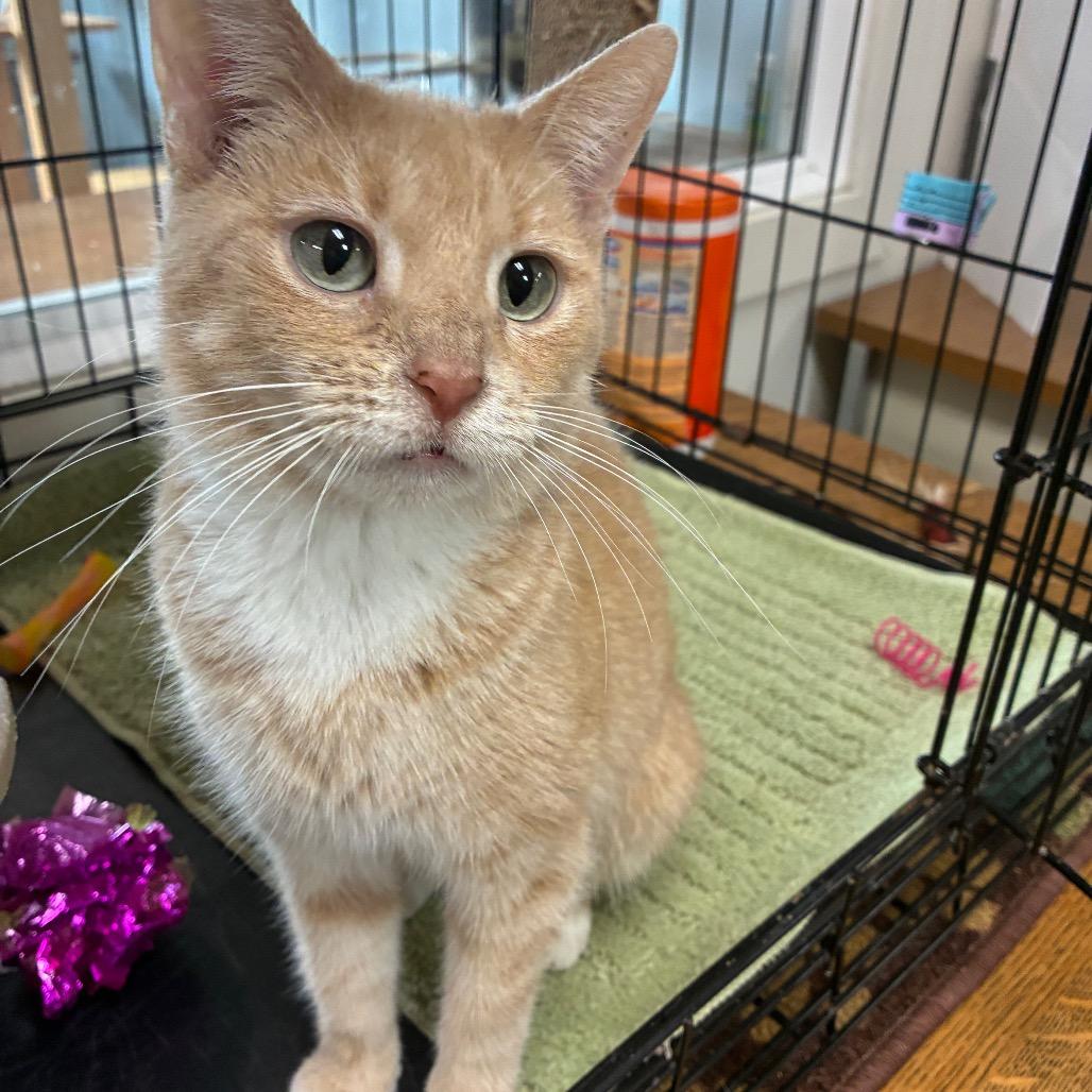 Enlarge Pumpkin, a Adoptable Domestic Short Hair in South Haven, MI image 1/6