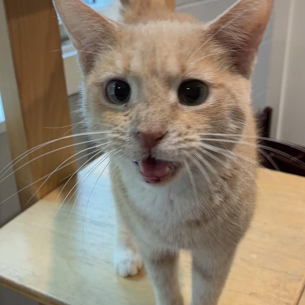 Enlarge Pumpkin, a Adoptable Domestic Short Hair in South Haven, MI image 2/6